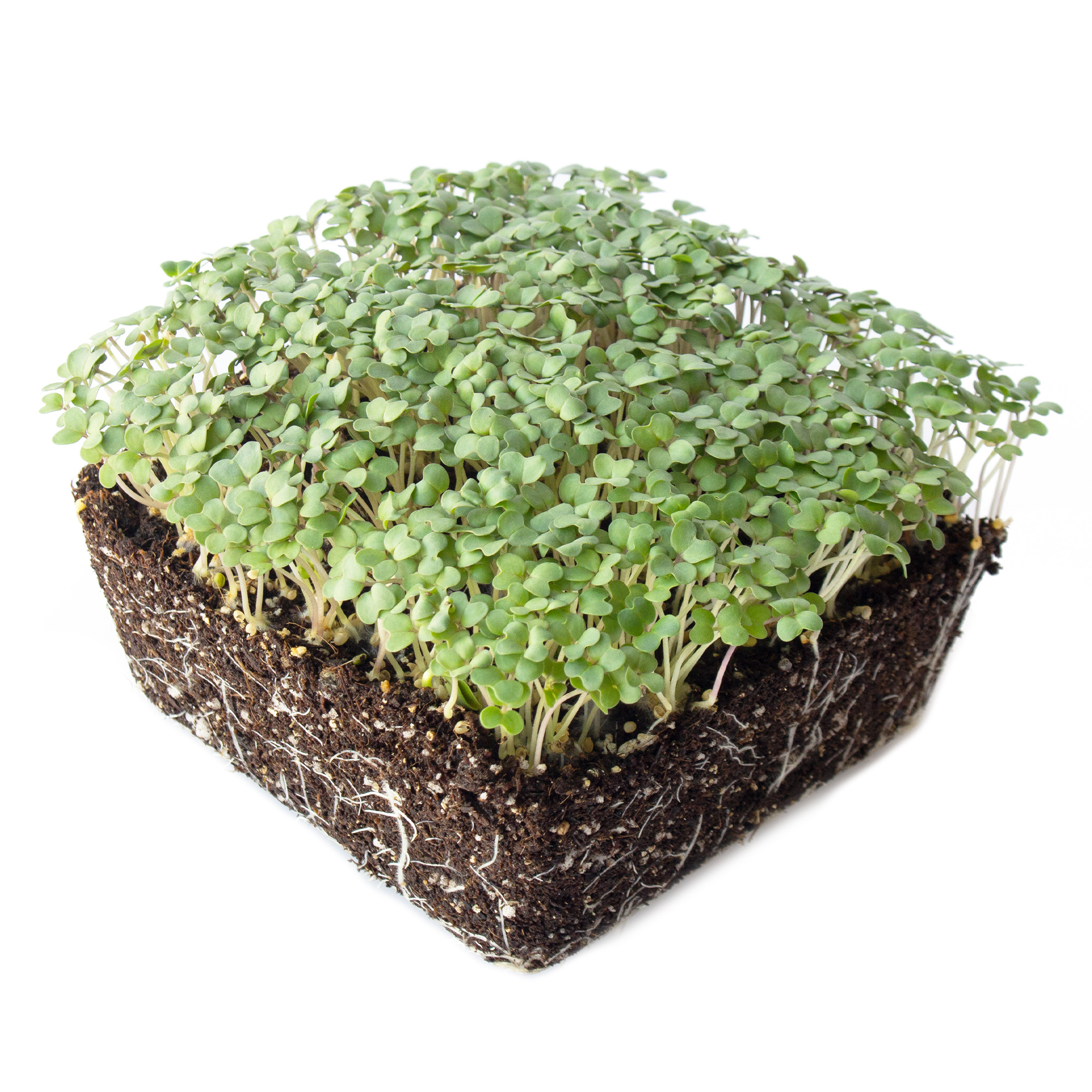 Yellow Mustard Microgreens - 4 Oz ~48,000 Seeds - Micro Greens & Baby Leaf - Buy Non-GMO Brassica juncea Farm & Gardening Seeds 