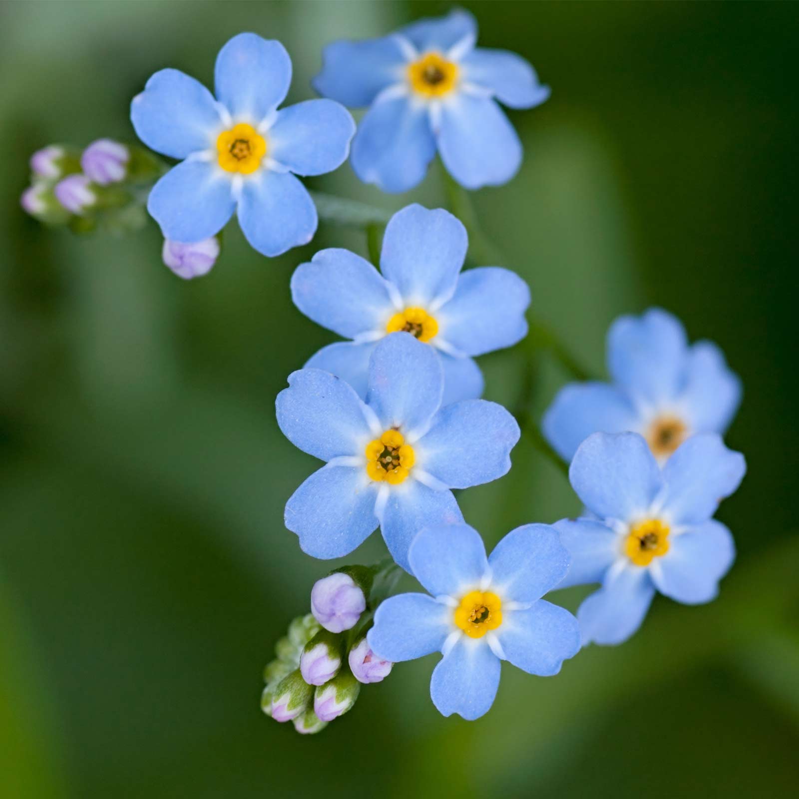 Seeds: Myosotis Flower Garden - Compindi Forget Me Not - 1000 Seeds - Buy Non-GMO Myosotis sylvatica Farm & Gardening Seeds Onli