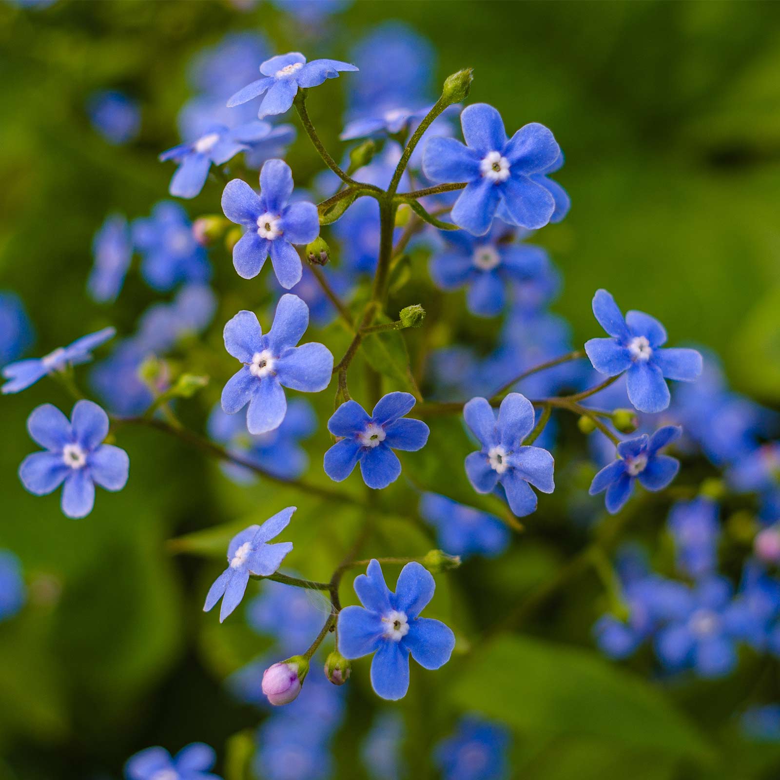 Seeds: Myosotis Flower Garden -Sylvatica Forget Me Not -4 Oz-Perennial - Buy Non-GMO Myosotis sylvatica Farm & Gardening Seeds O