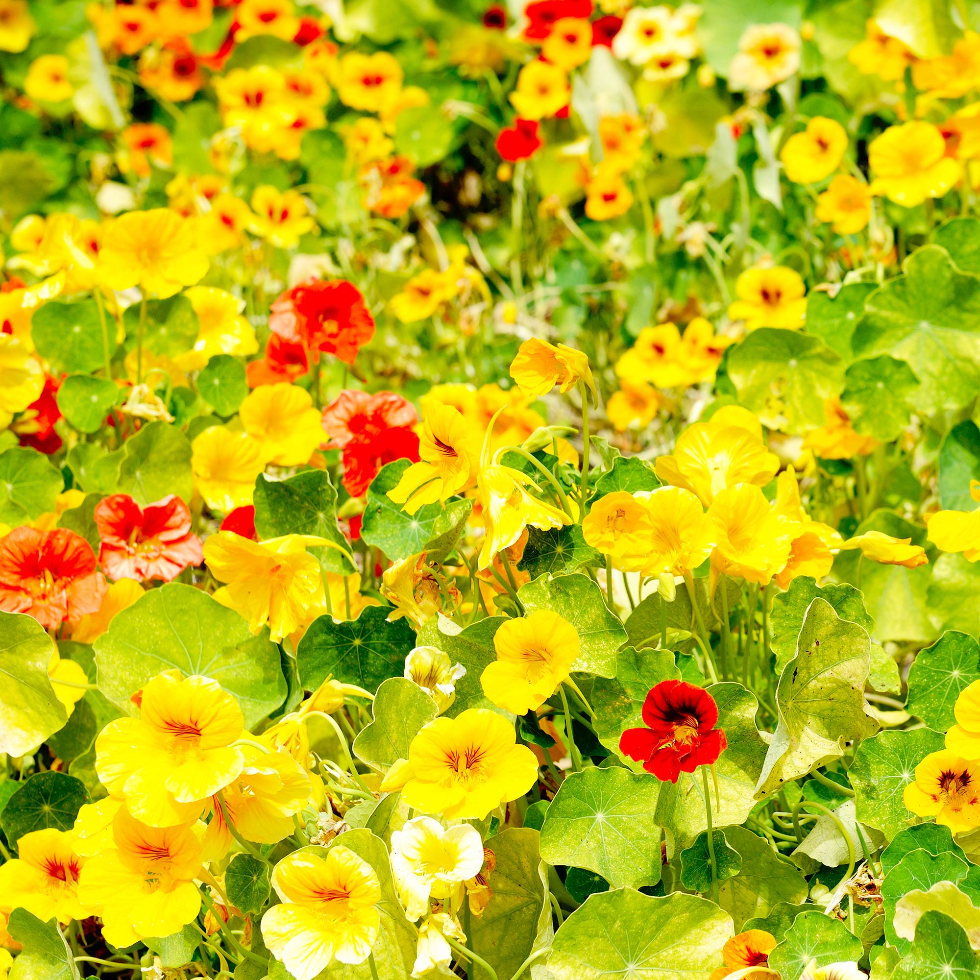 Nasturtium - Whirlybird Mix - 4 g Packet ~40 Seeds - Edible Flower Garden - Buy Non-GMO Tropaeolum nanum Farm & Gardening Seeds 