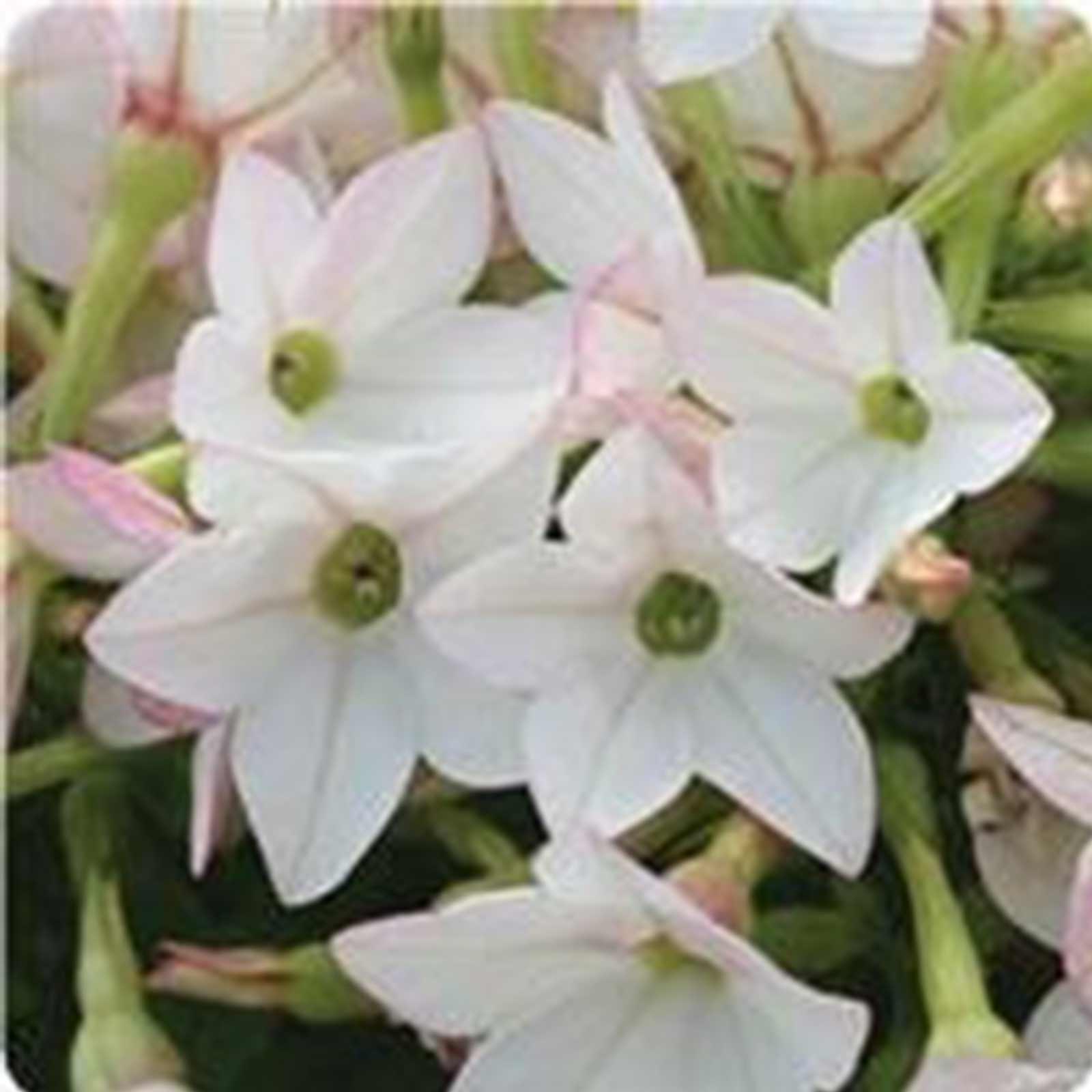 Seeds: Nicotaina Flower Garden - Starmaker Series: Appleblossom - Buy Non-GMO Nicotiana alata Farm & Gardening Seeds Online