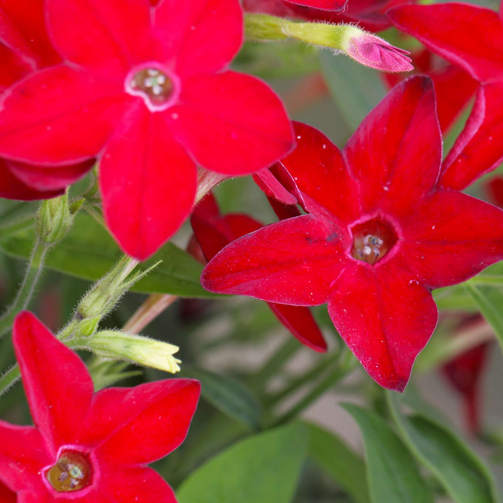 Seeds: Nicotaina Flower Garden -Starmaker Series: Bright Red-1000 Seed - Buy Non-GMO Nicotiana alata Farm & Gardening Seeds Onli