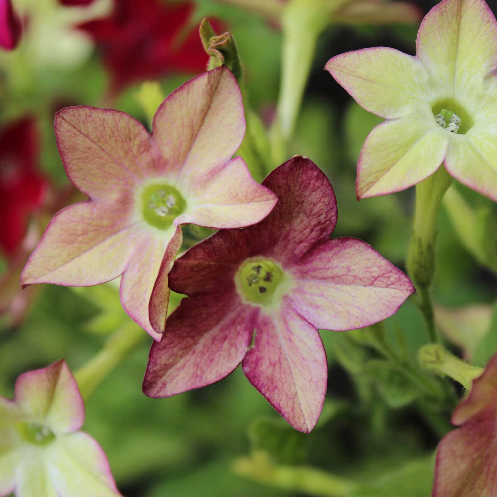 Seeds: Nicotaina Flower Garden - Starmaker Series: Lime Purple Bicolor - Buy Non-GMO Nicotiana alata Farm & Gardening Seeds Onli