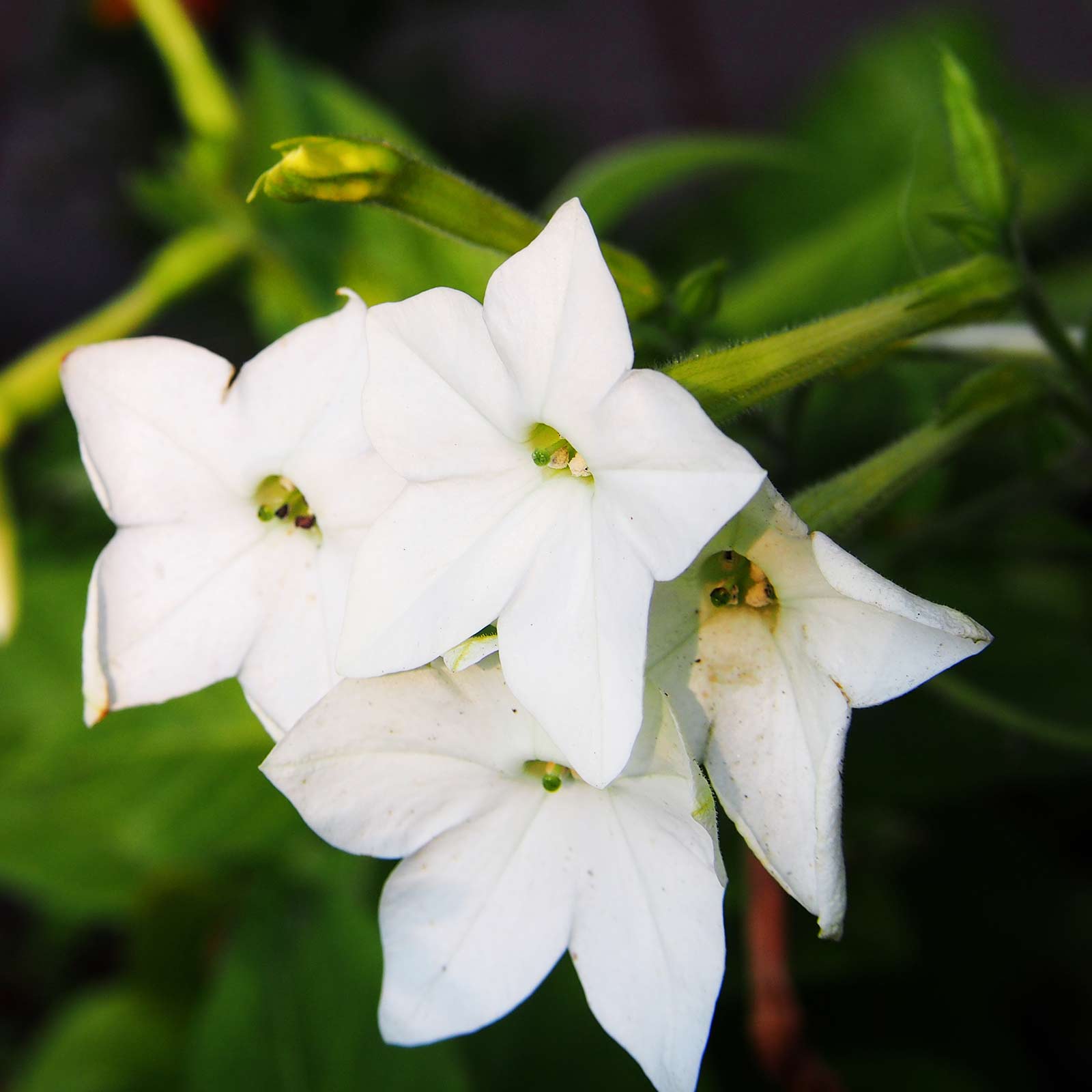 Seeds: Nicotaina Flower Garden - Starmaker Series: White - 1000 Seeds - Buy Non-GMO Nicotiana alata Farm & Gardening Seeds Onlin