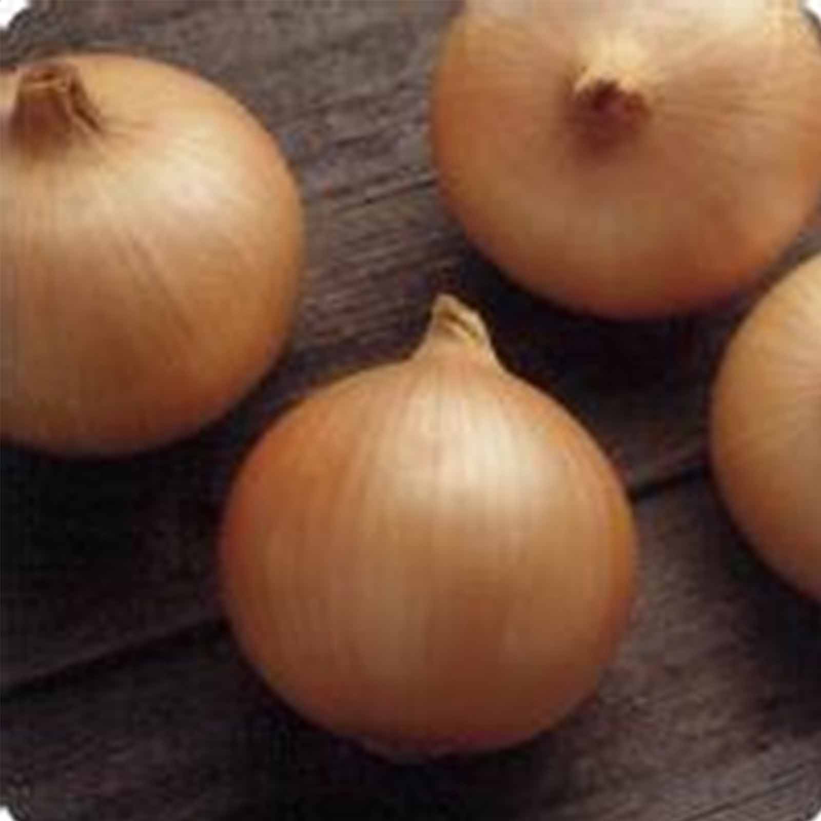 Seeds: Candy Hybrid Onion Garden - 1000 Seeds - Non-GMO Vegetable - Buy Non-GMO Allium cepa Farm & Gardening Seeds Online