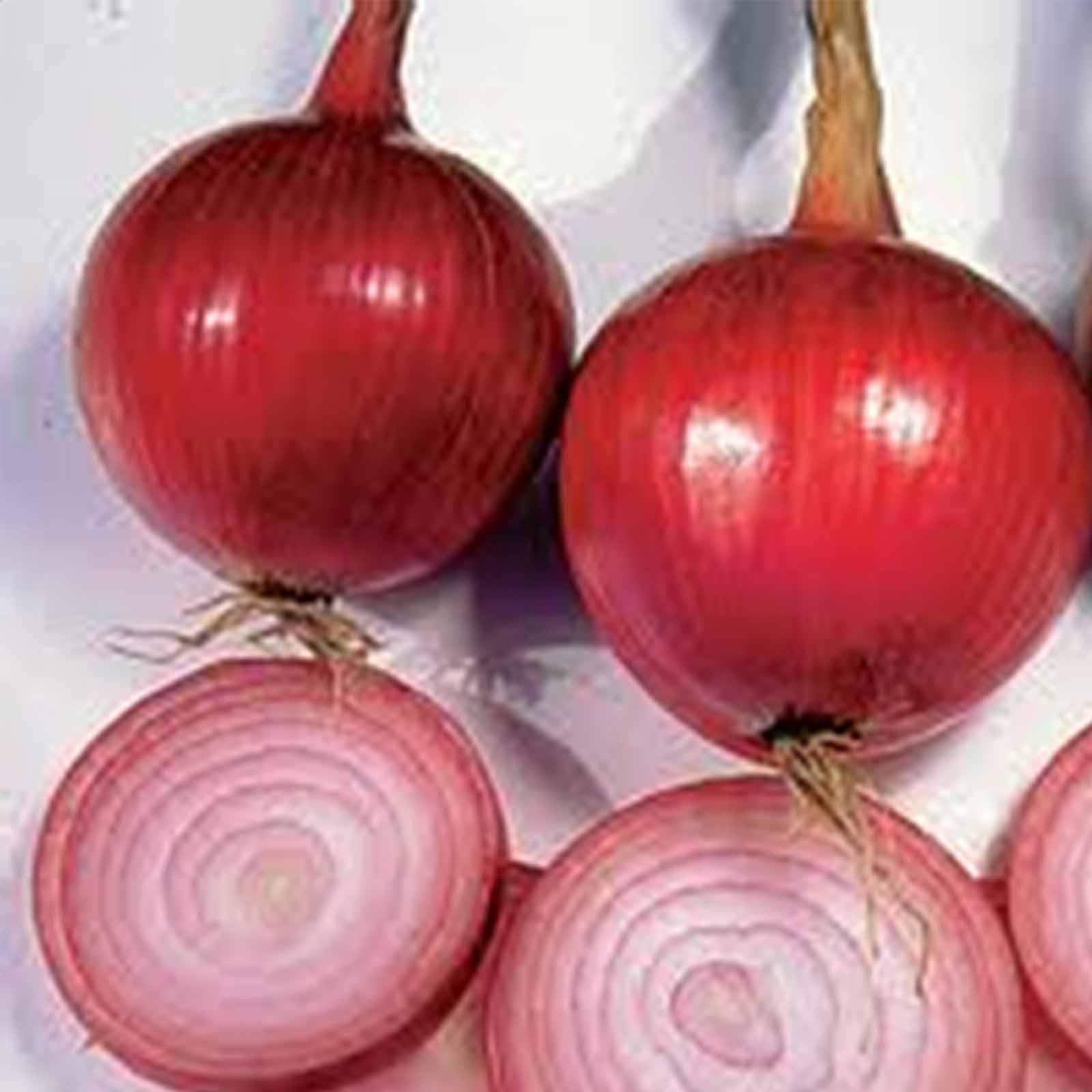 Southport Red Globe Onion - 1 g ~250 Seeds- Non-GMO Heirloom, Garden - Buy Non-GMO Allium cepa Farm & Gardening Seeds Online