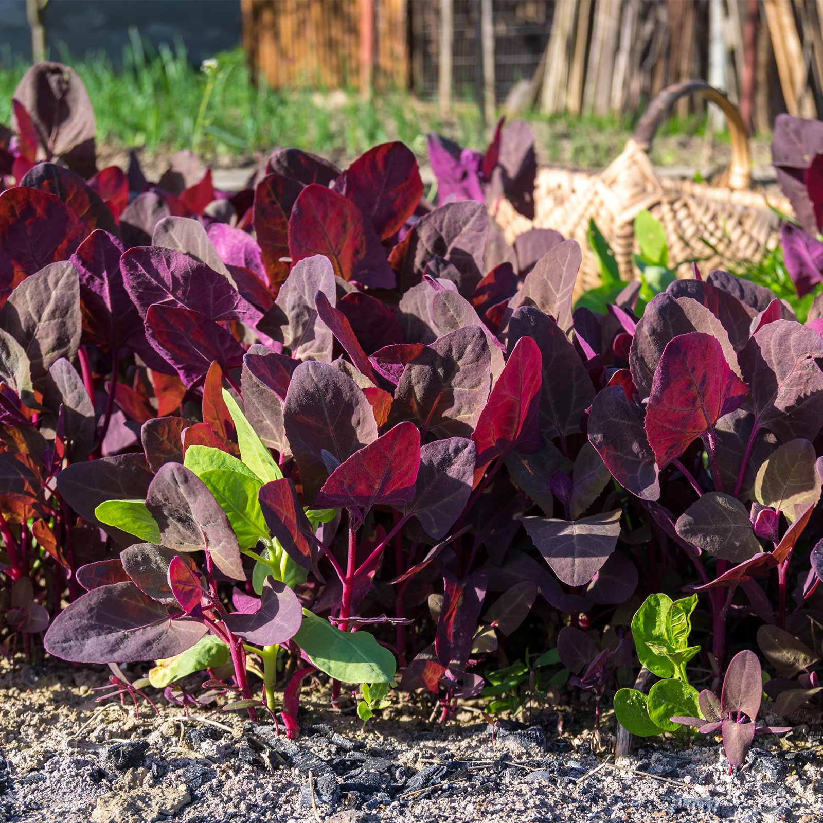 Purple Orach Garden Seeds - 4 Oz -Mountain Spinach, French Spinach - Buy Non-GMO Atriplex hortensis Farm & Gardening Seeds Onlin