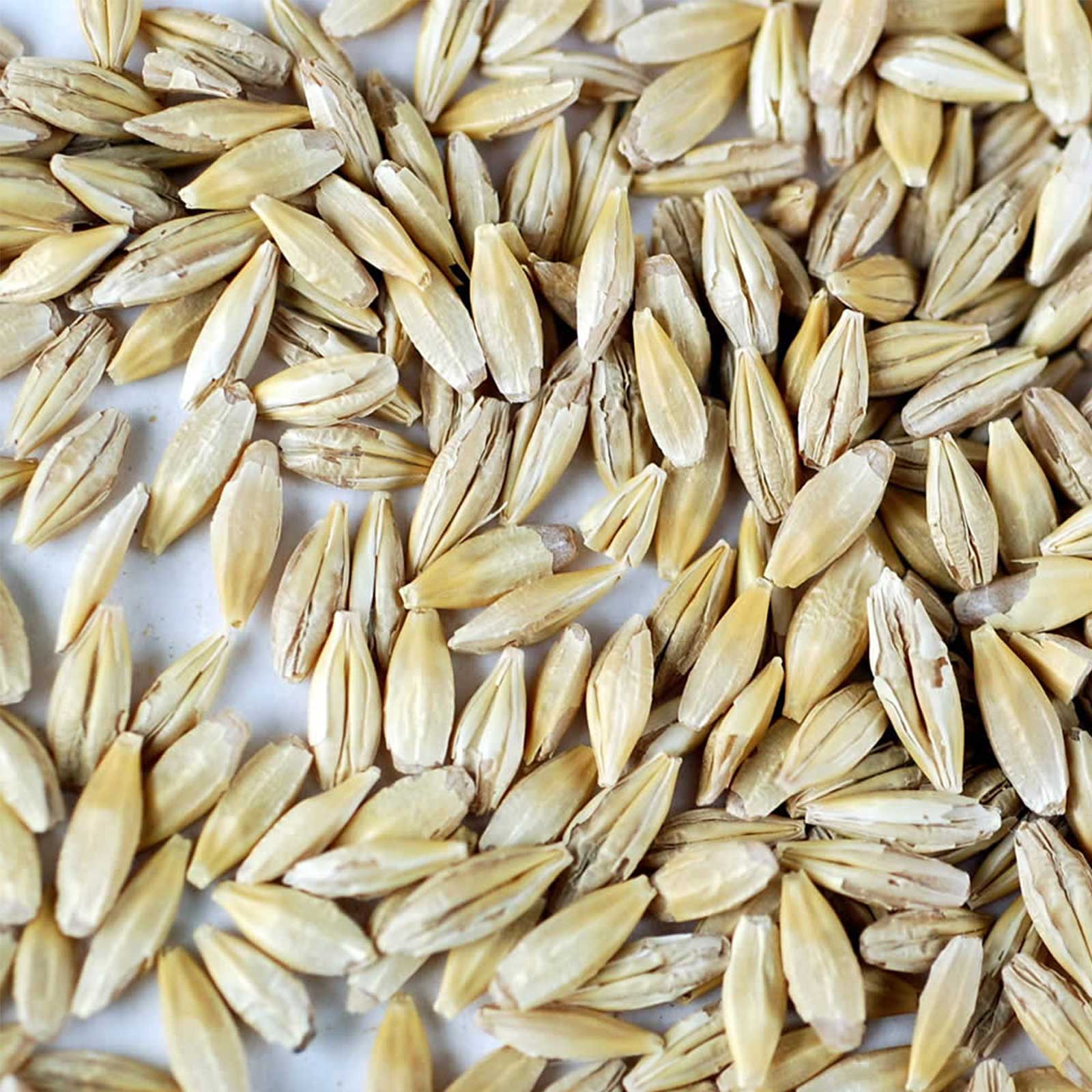 Organic Whole Barley Seed for Barley Grass 10 Pre-Measured Bag- 9 Lb - Buy Non-GMO Hordeum vulgare Farm & Gardening Seeds Online