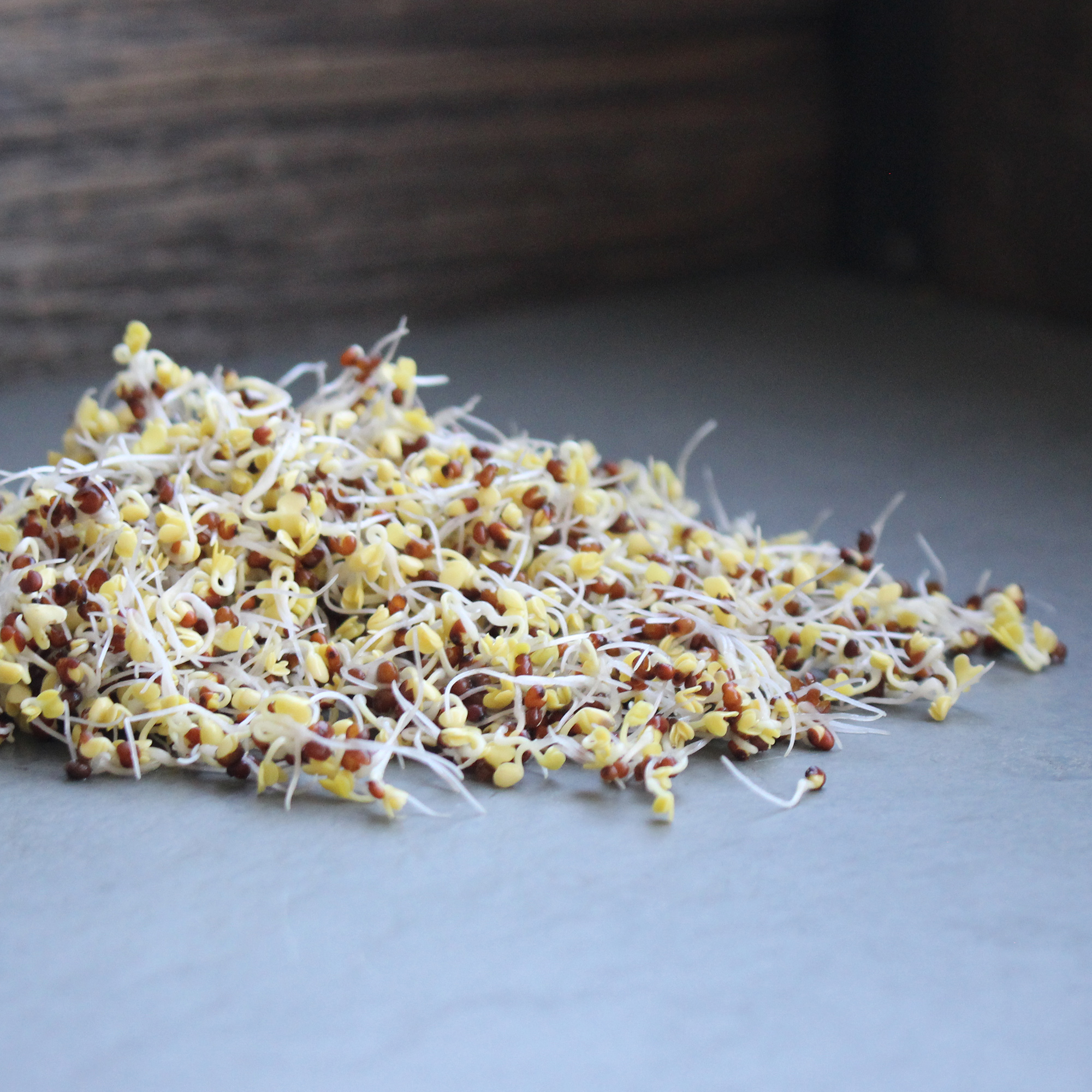 Organic Broccoli Sprouting Seeds - 2.5 Lb - Non-GMO - Grow Sprouts - Buy Non-GMO Brassica oleracea var. italica Farm & Gardening