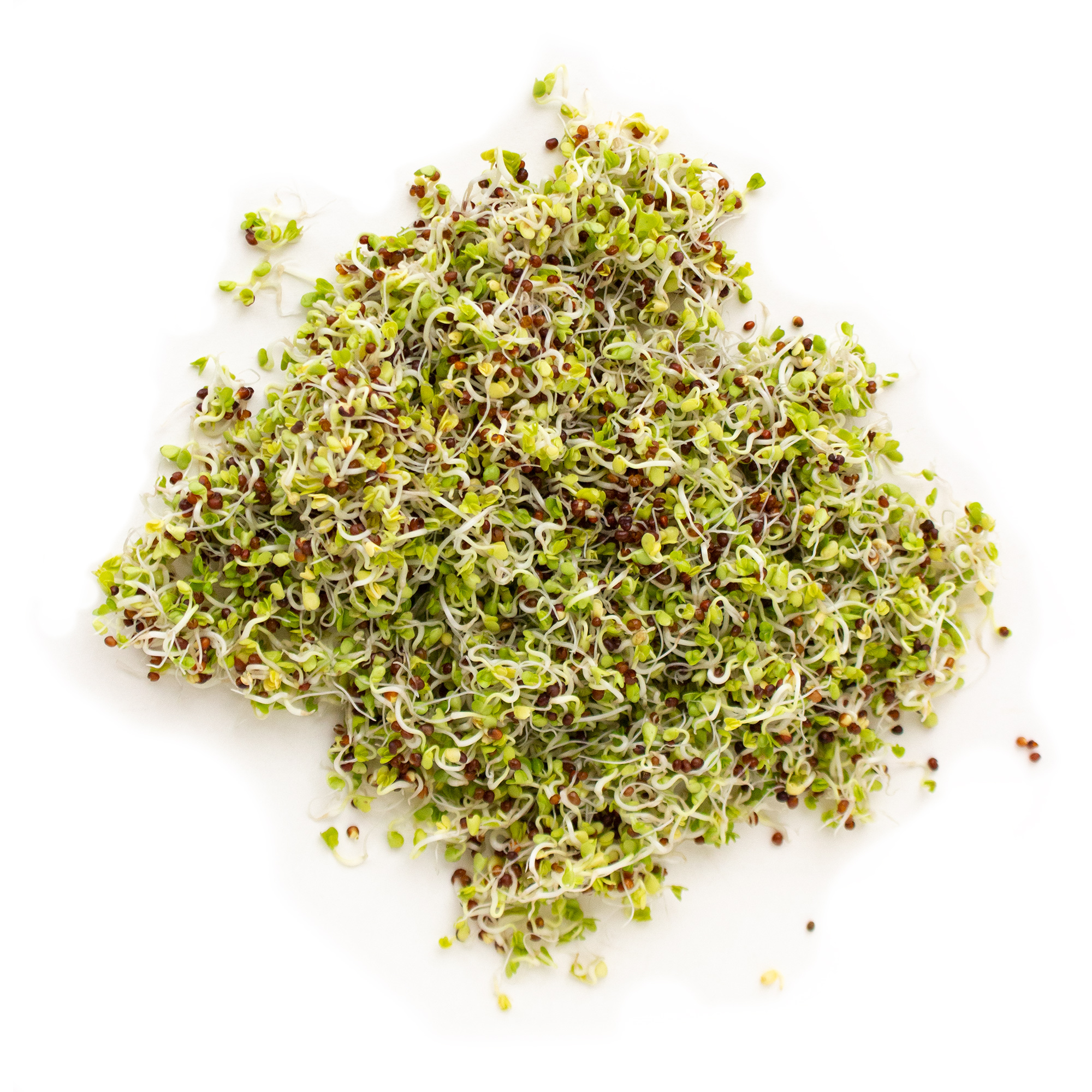 Certified Organic Broccoli Sprouting Seeds - Sprout / Sprouts -1 Lb - Buy Non-GMO Brassica oleracea var. italica Farm & Gardenin