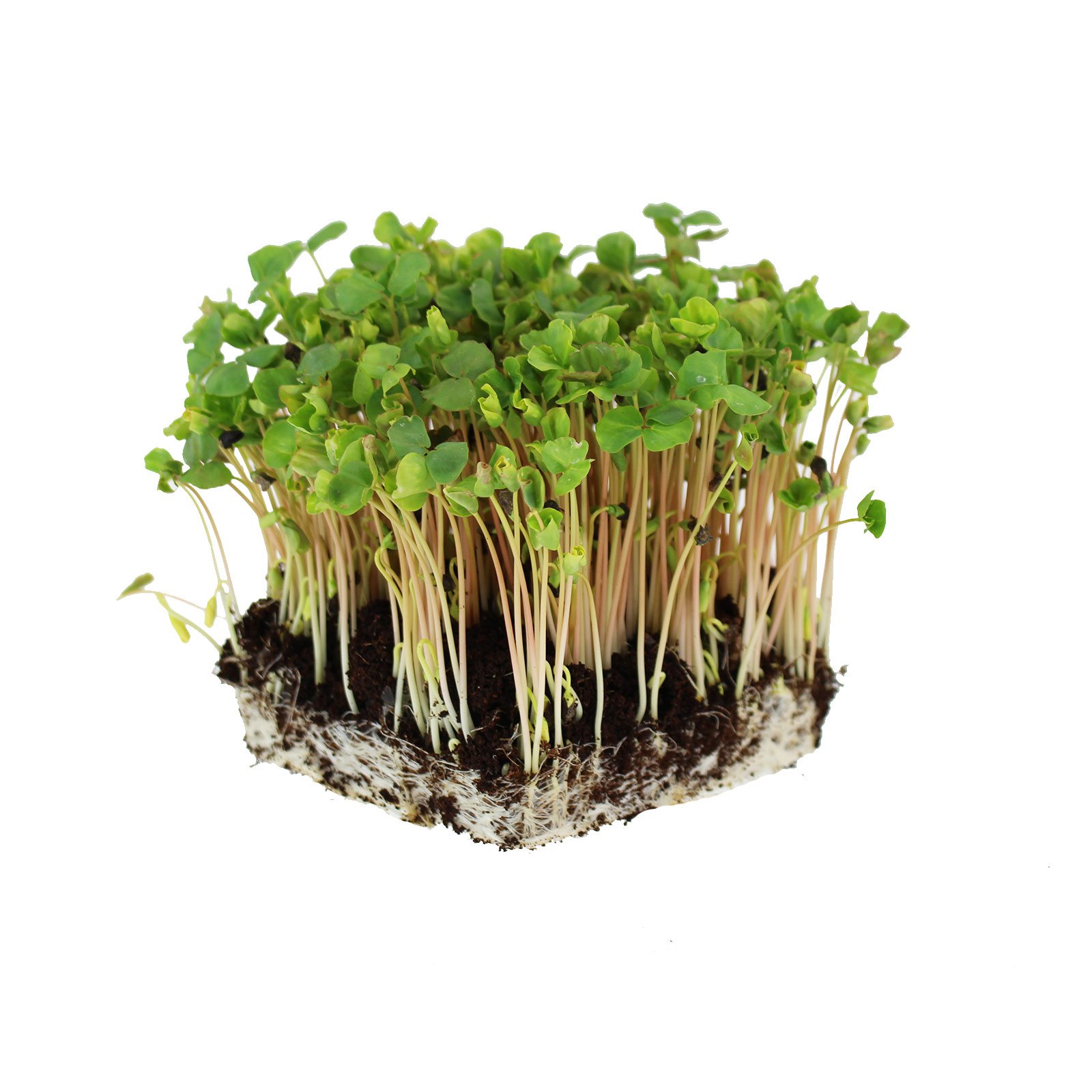 Seeds: Buckwheat -1 Lb- Organic Non-GMO Whole - Microgreens Lettuce - Buy Non-GMO Fagopyrum esculentum Farm & Gardening Seeds On