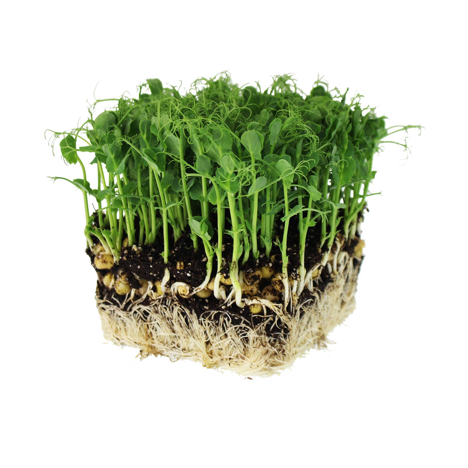 Sprouting Green Pea Seeds -5 Lb-Non-GMO, Organic Sprout & Micro Greens - Buy Non-GMO Pisum sativum Farm & Gardening Seeds Online