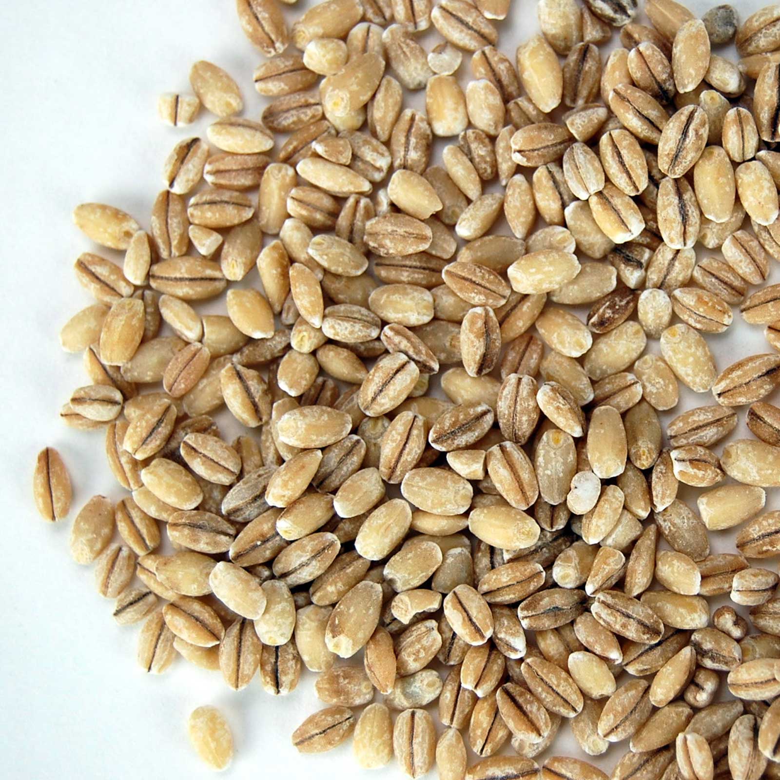 Organic Pearled Barley (Hulled)-1 Lb -Grain -Flour, Bread, Beer Making - Buy Non-GMO Hordeum vulgare Farm & Gardening Seeds Onli