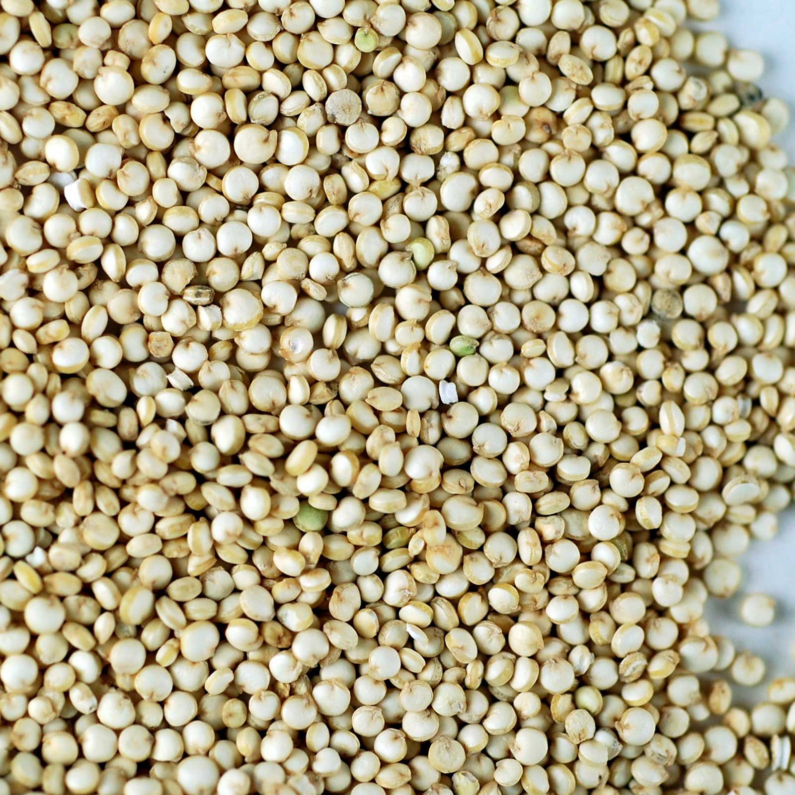 Certified Organic Quinoa Grain Sprouting Seeds -Sprouts, Cereal-35 Lb - Buy Non-GMO Chenopodium quinoa Farm & Gardening Seeds On