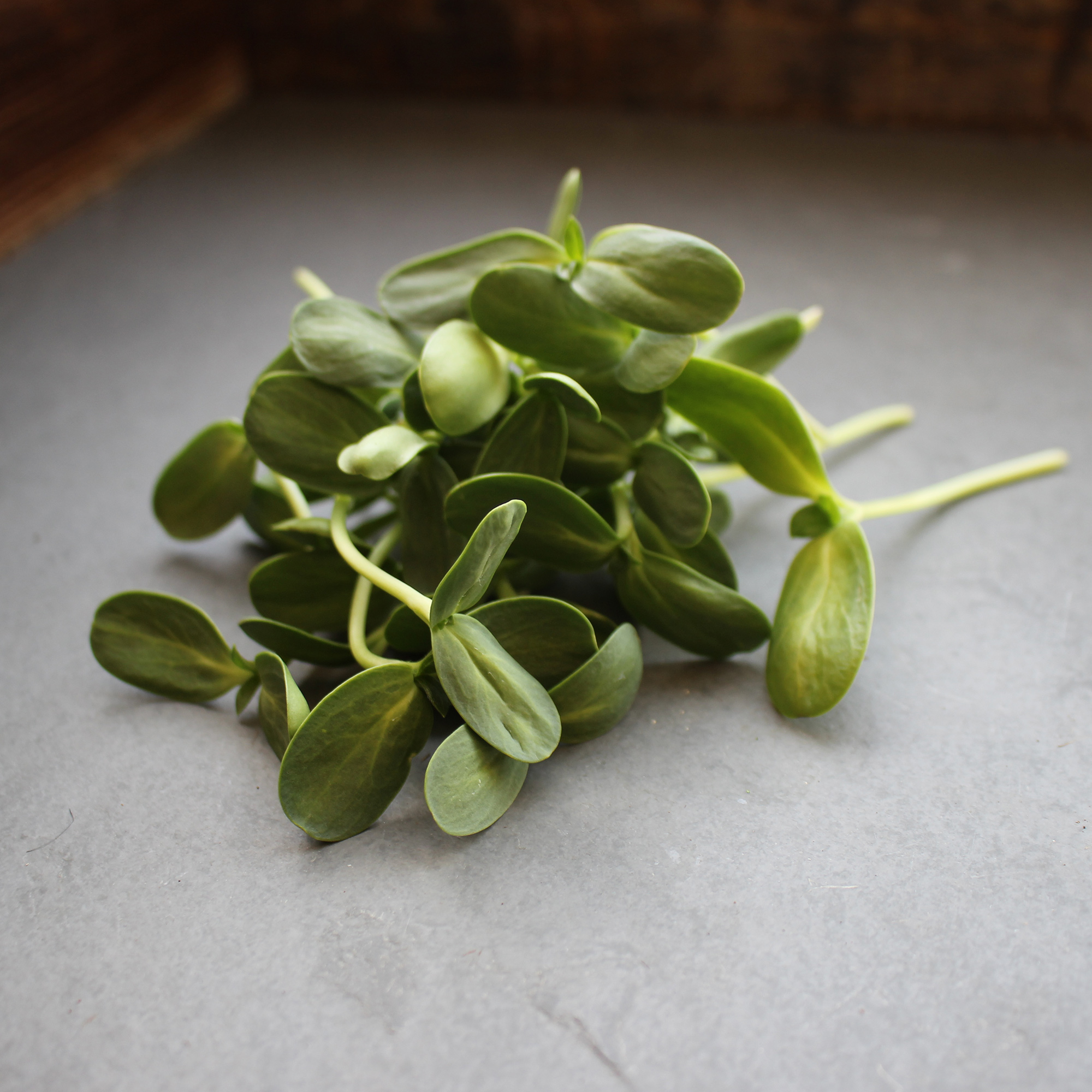 Black Oil Sunflower Microgreens Seeds