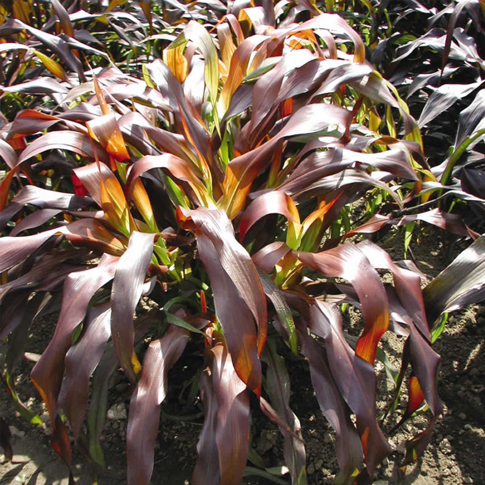 Seeds: Jester F1 Ornamental Millet -25 -Pennisetum glaucum -Decorative - Buy Non-GMO Pennisetum glaucum Farm & Gardening Seeds O