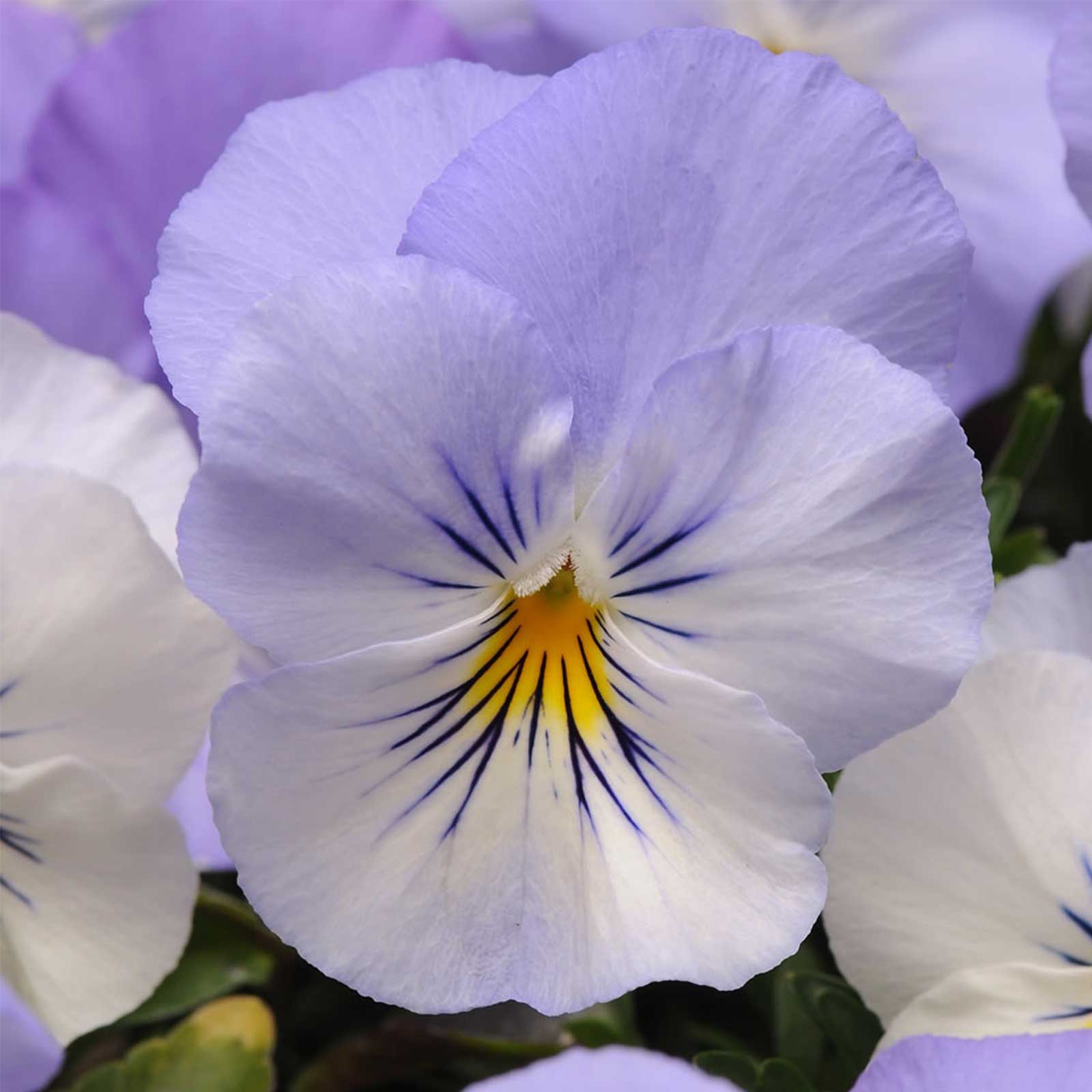 Seeds: Pansy Flower Garden- Cool Wave Series -Frost - Annual Gardening - Buy Non-GMO Viola x wittrockiana Farm & Gardening Seeds