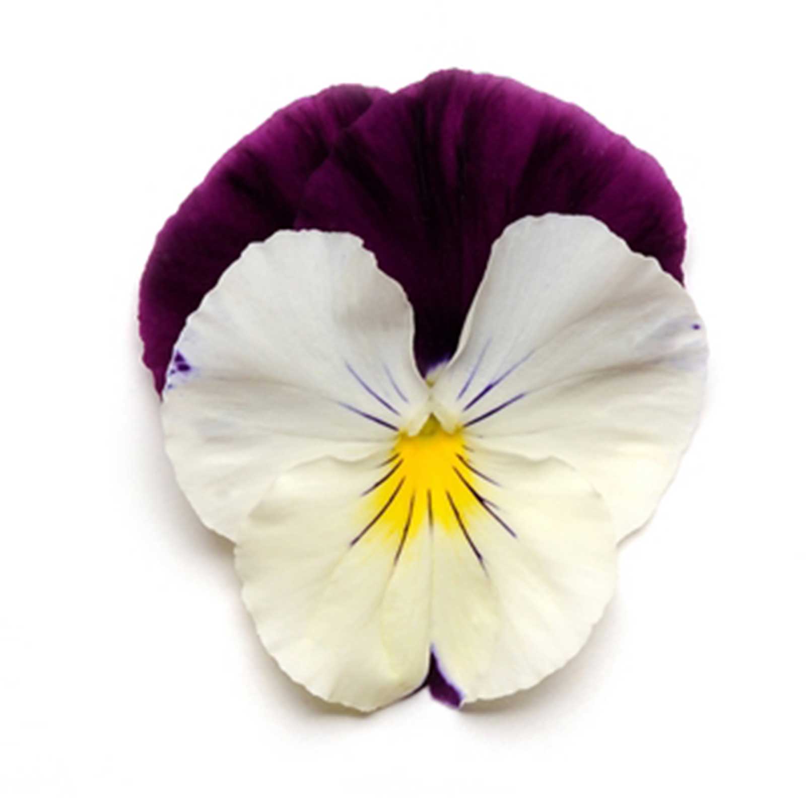 Seeds: Pansy Flower Garden- Cool Wave Series - Violet Wing - 100 Seeds - Buy Non-GMO Viola x wittrockiana Farm & Gardening Seeds