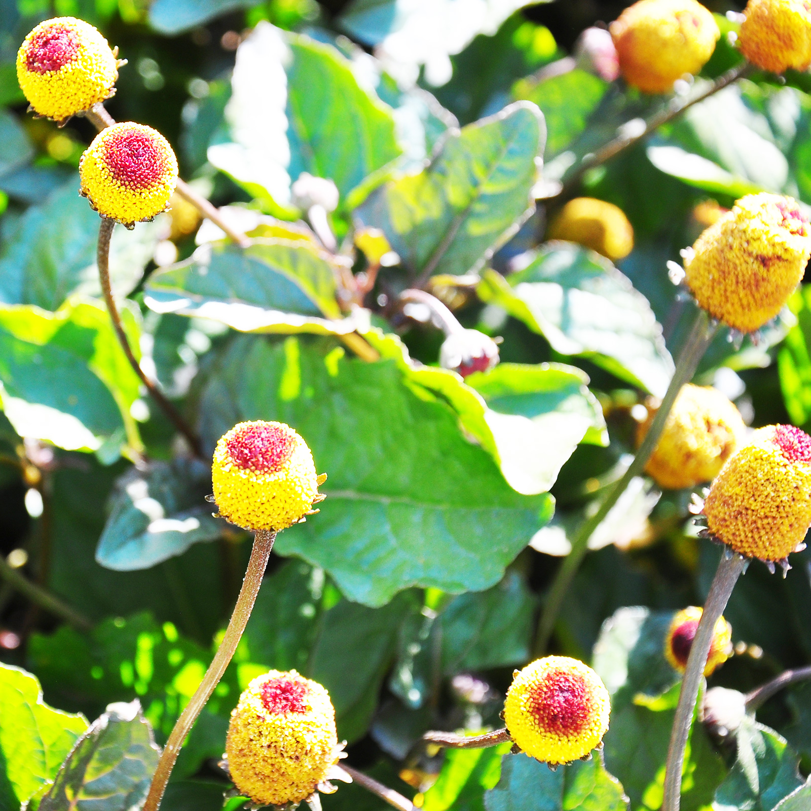 Paracress - 250 Mg ~1000 Seeds - Medicinal Herb - AKA: Toothache Plant - Buy Non-GMO Acmella oleracea Farm & Gardening Seeds Onl