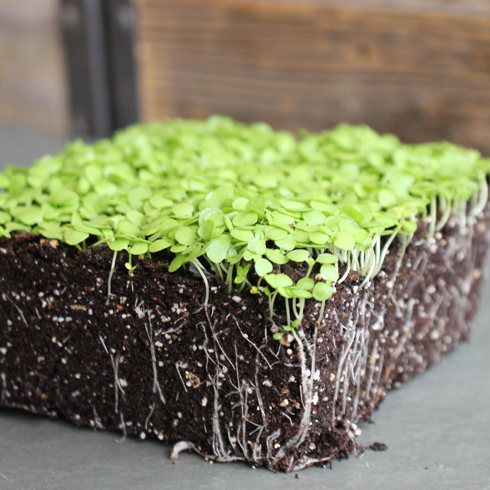 Paracress Seeds - 1 Oz - Non-GMO Medicinal Herb - AKA: Toothache Plant - Buy Non-GMO Acmella oleracea Farm & Gardening Seeds Onl