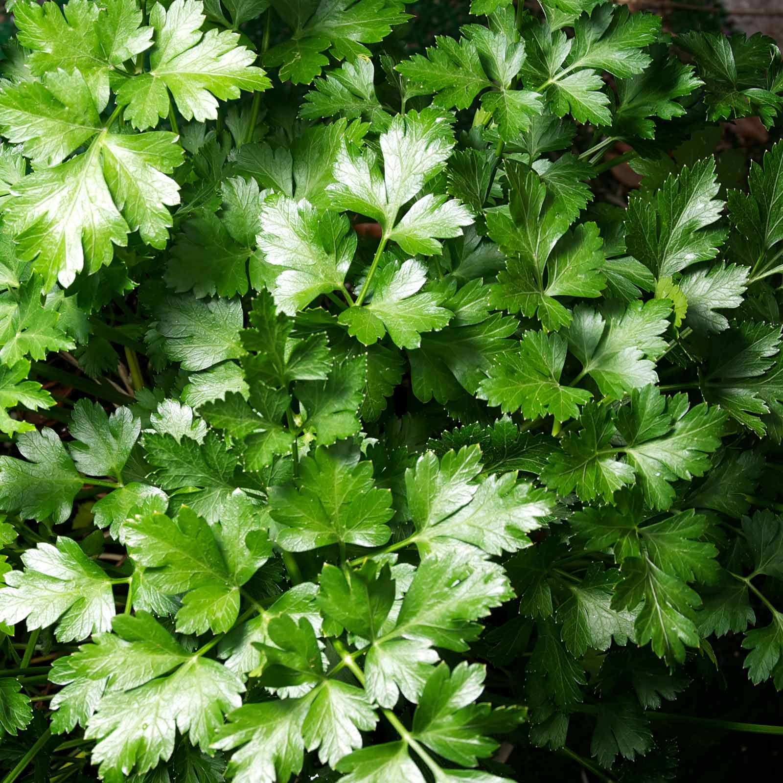 Parsley Herb Garden Seeds-Dark Green Italian Flat-Leaf-3 g-Microgreens - Buy Non-GMO Petroselinum crispum Farm & Gardening Seeds