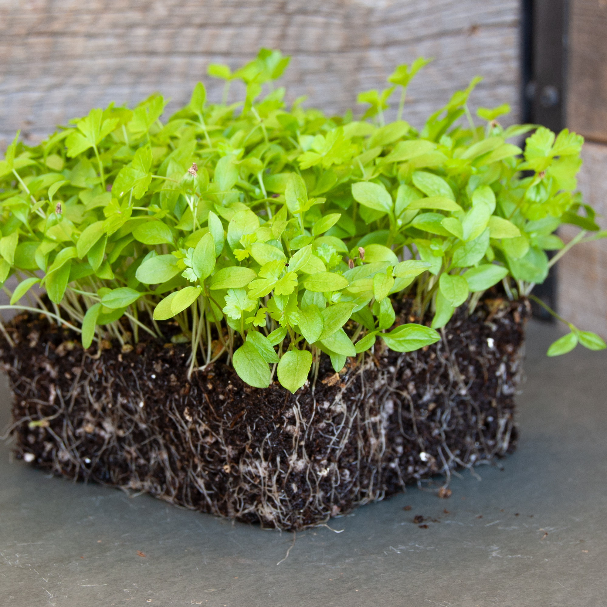 Parsley Microgreens - 25 Lb Bulk ~7.2M Seeds - Non-GMO Micro Parsley Herb - Buy Non-GMO Petroselinum crispum Farm & Gardening Se