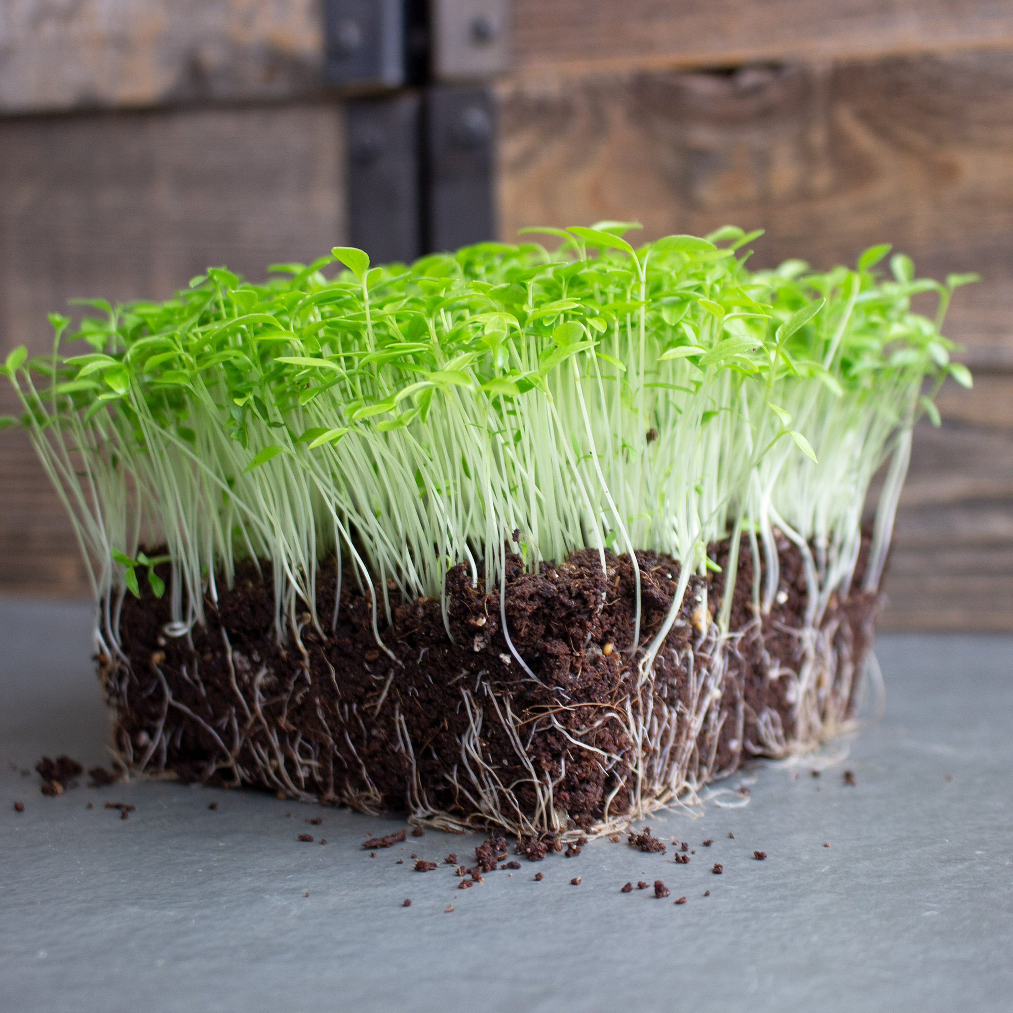 Parsley Microgreens - 5 Lb Bulk ~1.4M Seeds - Micro Parsley Herb Greens - Buy Non-GMO Petroselinum crispum Farm & Gardening Seed