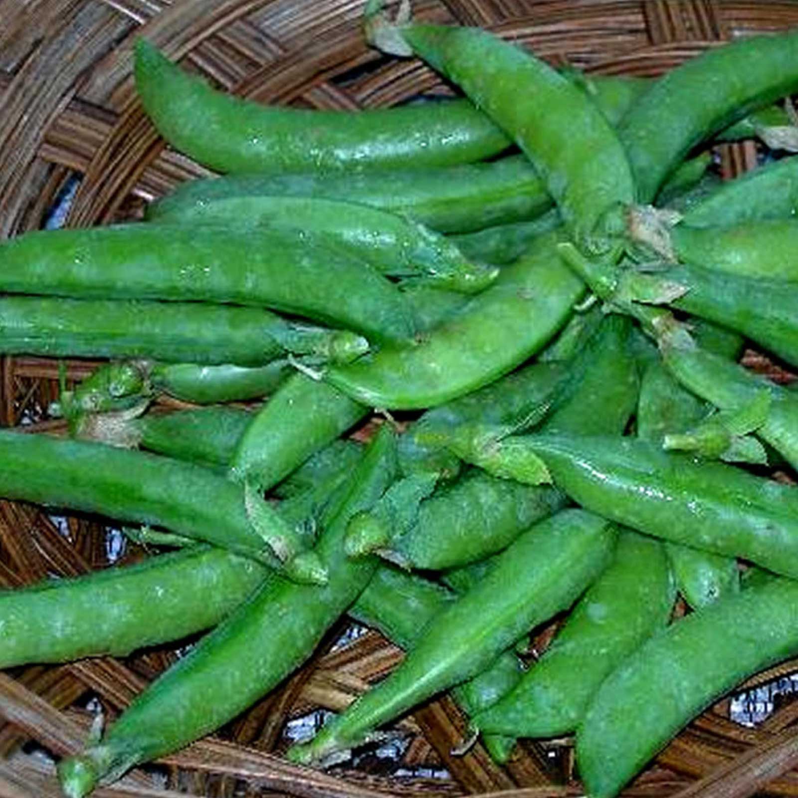 Seeds: Sugar Snap Pea Garden - 15 g- Non-GMO Heirloom Vegetable - Buy Non-GMO Pisum sativum Farm & Gardening Seeds Online