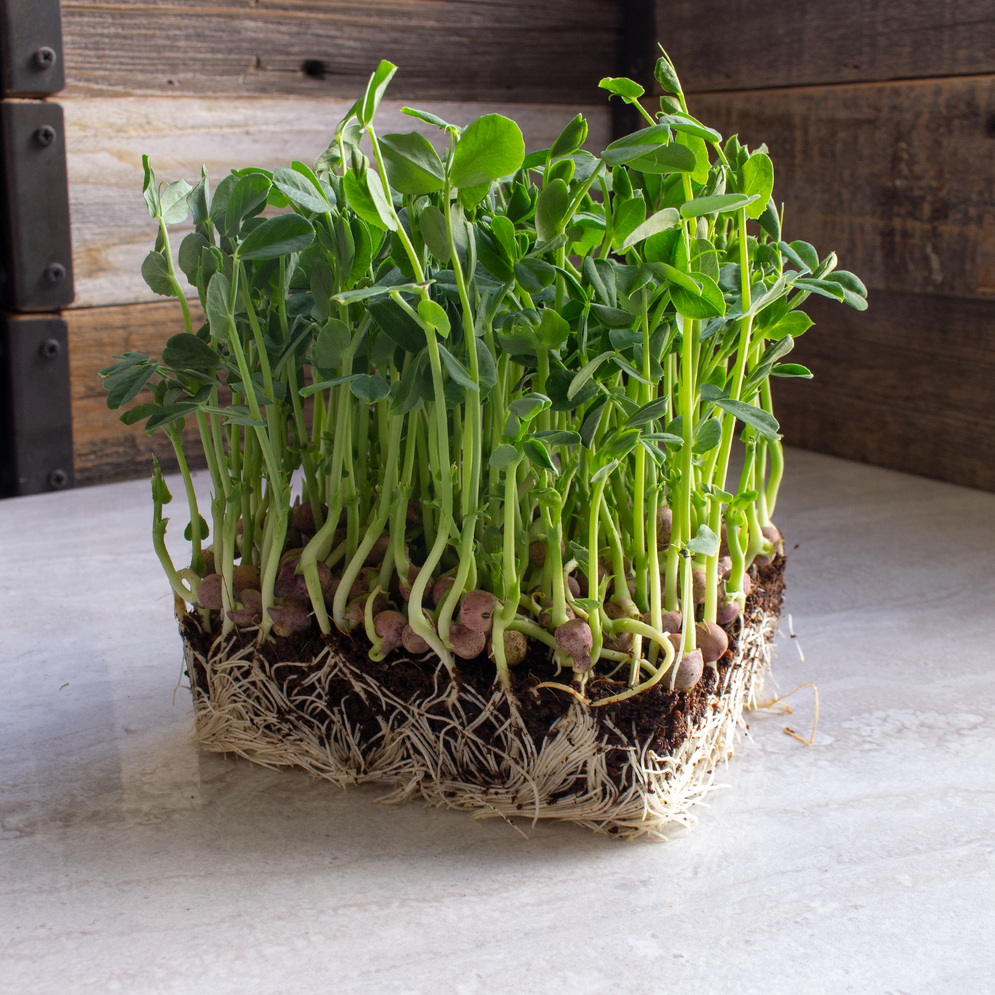 Speckled Pea - 25 Lb Bulk ~57,600 Seeds - Microgreens, Farm, Garden Cover Crop - Buy Non-GMO Pisum sativum Farm & Gardening Seed