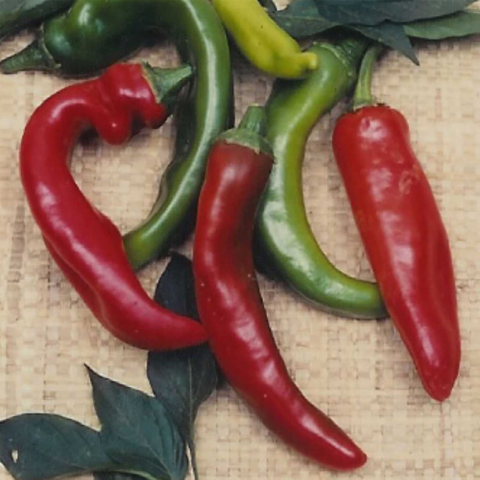 Anaheim Chili Hot Pepper Garden Seeds - 1 Gram Packet - Non-GMO - Buy Non-GMO Capsicum annuum Farm & Gardening Seeds Online