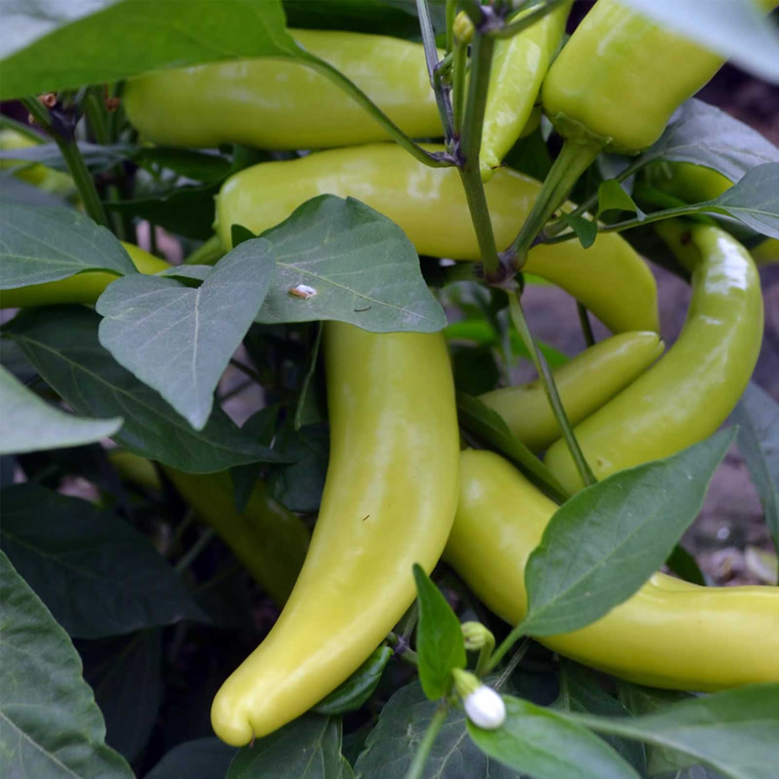 Hungarian Yellow Wax Hot Pepper - 1 g Packet ~125 Seeds - Non-GMO - Buy Non-GMO Capsicum annuum Farm & Gardening Seeds Online