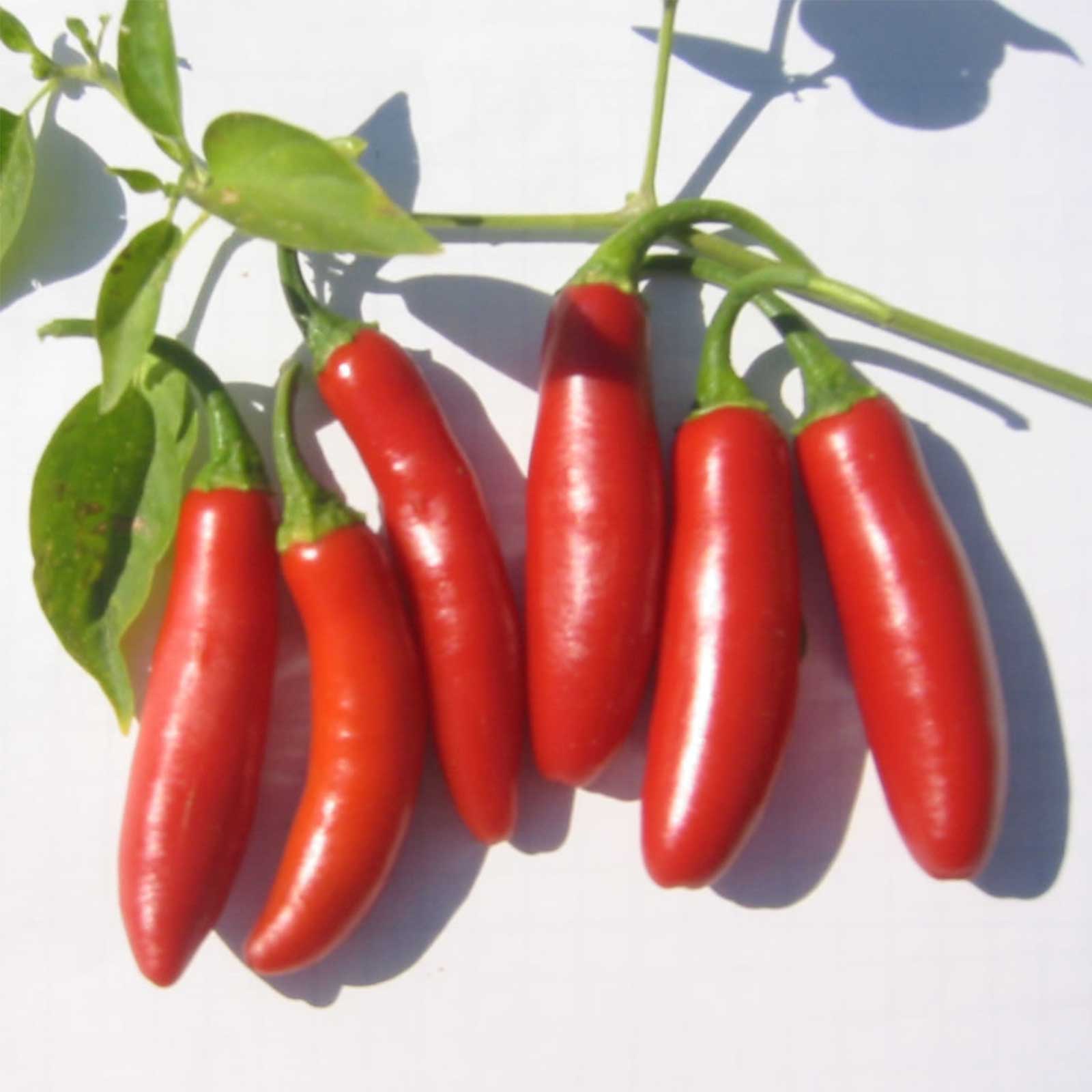 Serrano Tampiqueno Hot Pepper -1 g Packet ~125 Seeds-Vegetable Garden - Buy Non-GMO Capsicum annuum Farm & Gardening Seeds Onlin