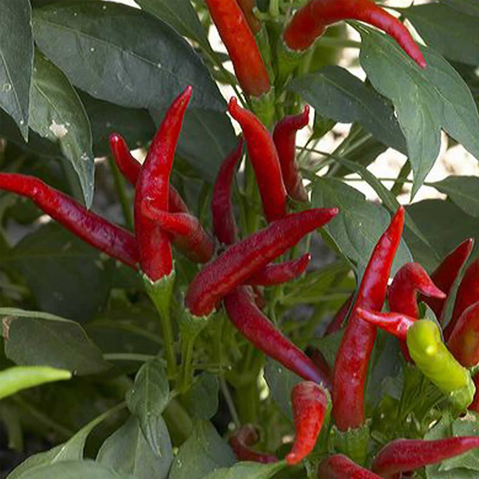 Seeds: Super Chili Hybrid Hot Pepper Garden - 1000 Seeds - Non-GMO - Buy Non-GMO Capsicum annuum Farm & Gardening Seeds Online