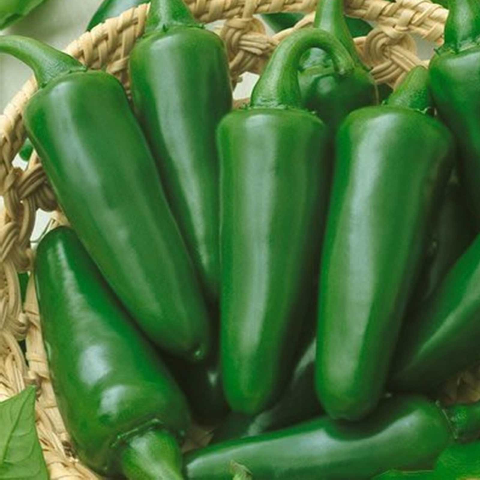 TAM Jalapeno Hot Pepper - 1 g Packet ~125 Seeds- Non-GMO Heirloom - Buy Non-GMO Capsicum annuum Farm & Gardening Seeds Online