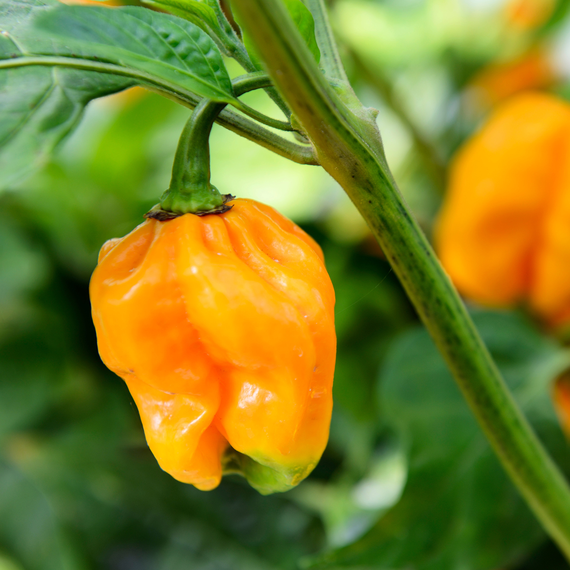 Pepper, Hot - Jamaican Yellow Habenero - 1 Lb Bulk ~96,000 Seeds - Buy Non-GMO Capsicum chinense Farm & Gardening Seeds Online