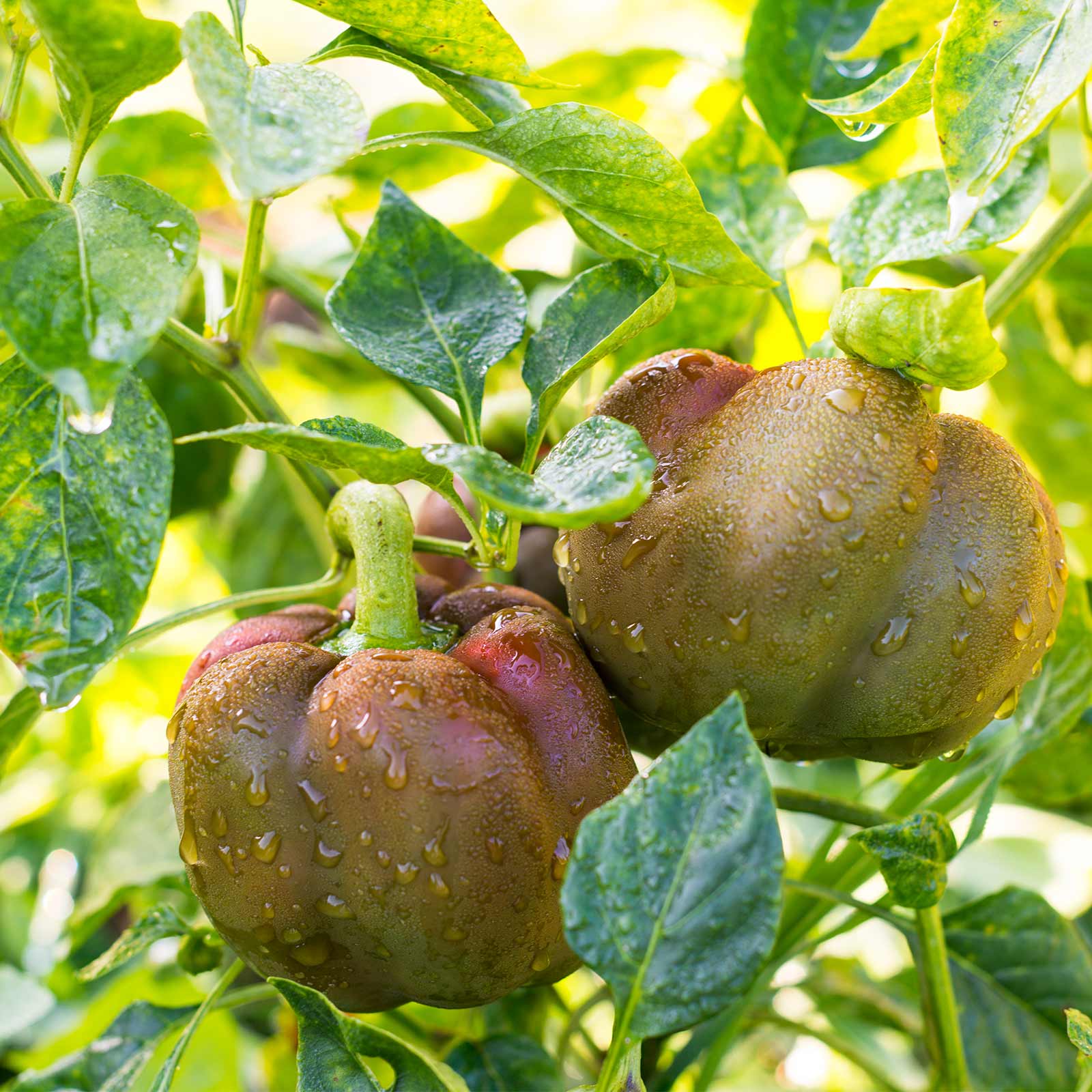 Chocolate Beauty Sweet Pepper -250 g Packet ~30 Seeds - Heirloom, Garden - Buy Non-GMO Capsicum annuum Farm & Gardening Seeds On