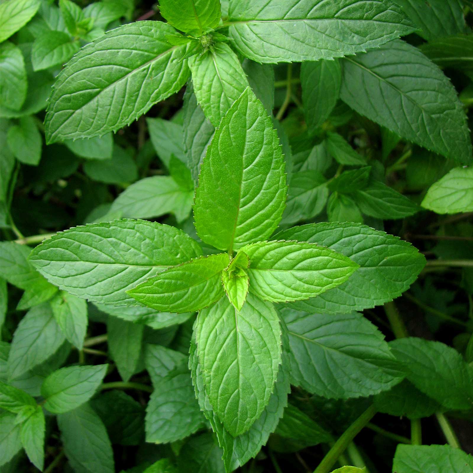 Organic Peppermint - 1000 Seeds - Non-GMO, Heirloom, Perennial Herbal Garden - Buy Non-GMO Mentha x piperita Farm & Gardening Se