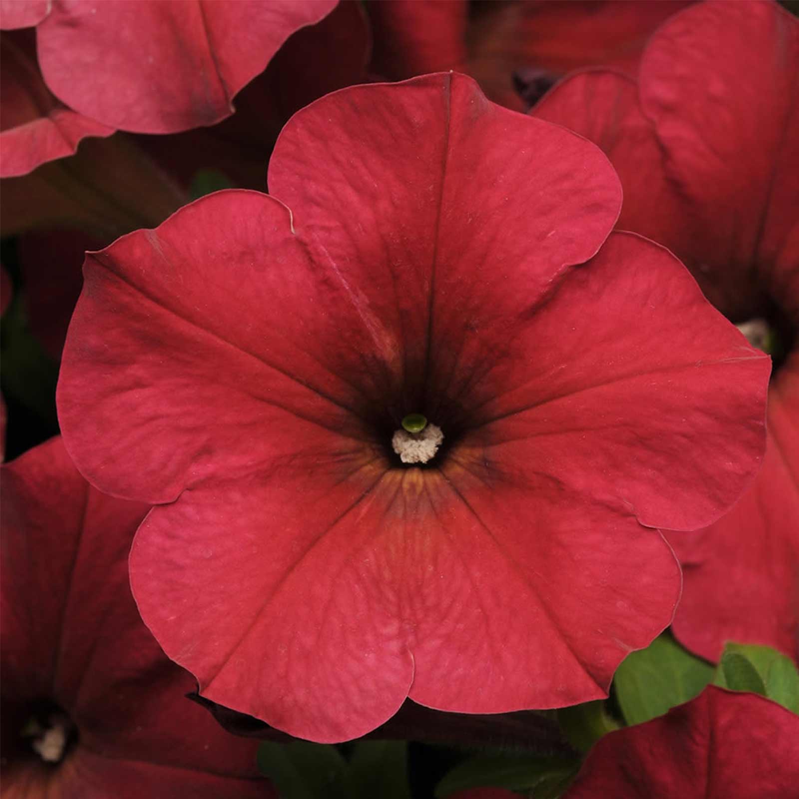 Seeds: Petunia -Easy Wave Flower Garden-Pelleted -Berry Velour -Annual - Buy Non-GMO Petunia x hybrida Farm & Gardening Seeds On