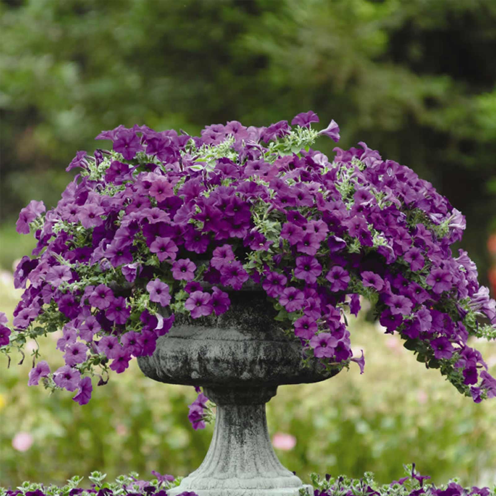 Seeds: Petunia - Easy Wave Flower Garden - Pelleted - Blue - Annual - Buy Non-GMO Petunia x hybrida Farm & Gardening Seeds Onlin