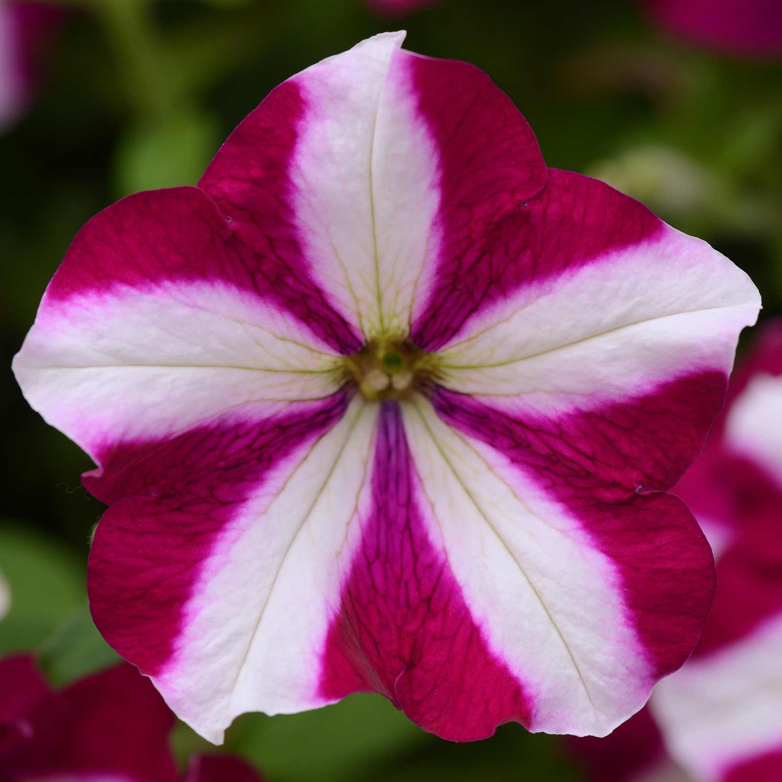 Seeds: Petunia -Easy Wave Flower Garden -Pelleted-Burgundy Star Annual - Buy Non-GMO Petunia x hybrida Farm & Gardening Seeds On