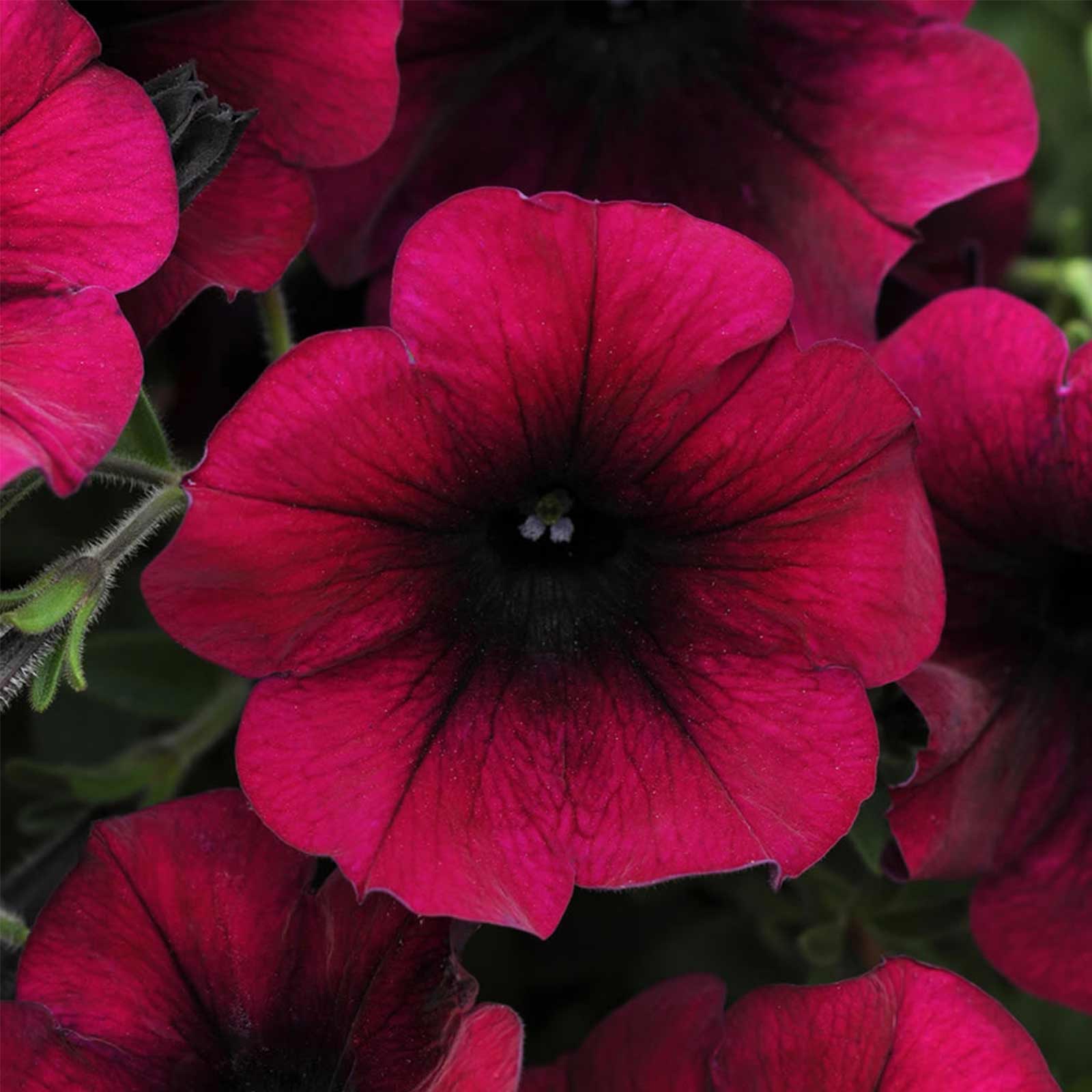 Seeds: Petunia - Easy Wave Flower Garden - Pelleted - Burgundy Velour - Buy Non-GMO Petunia x hybrida Farm & Gardening Seeds Onl