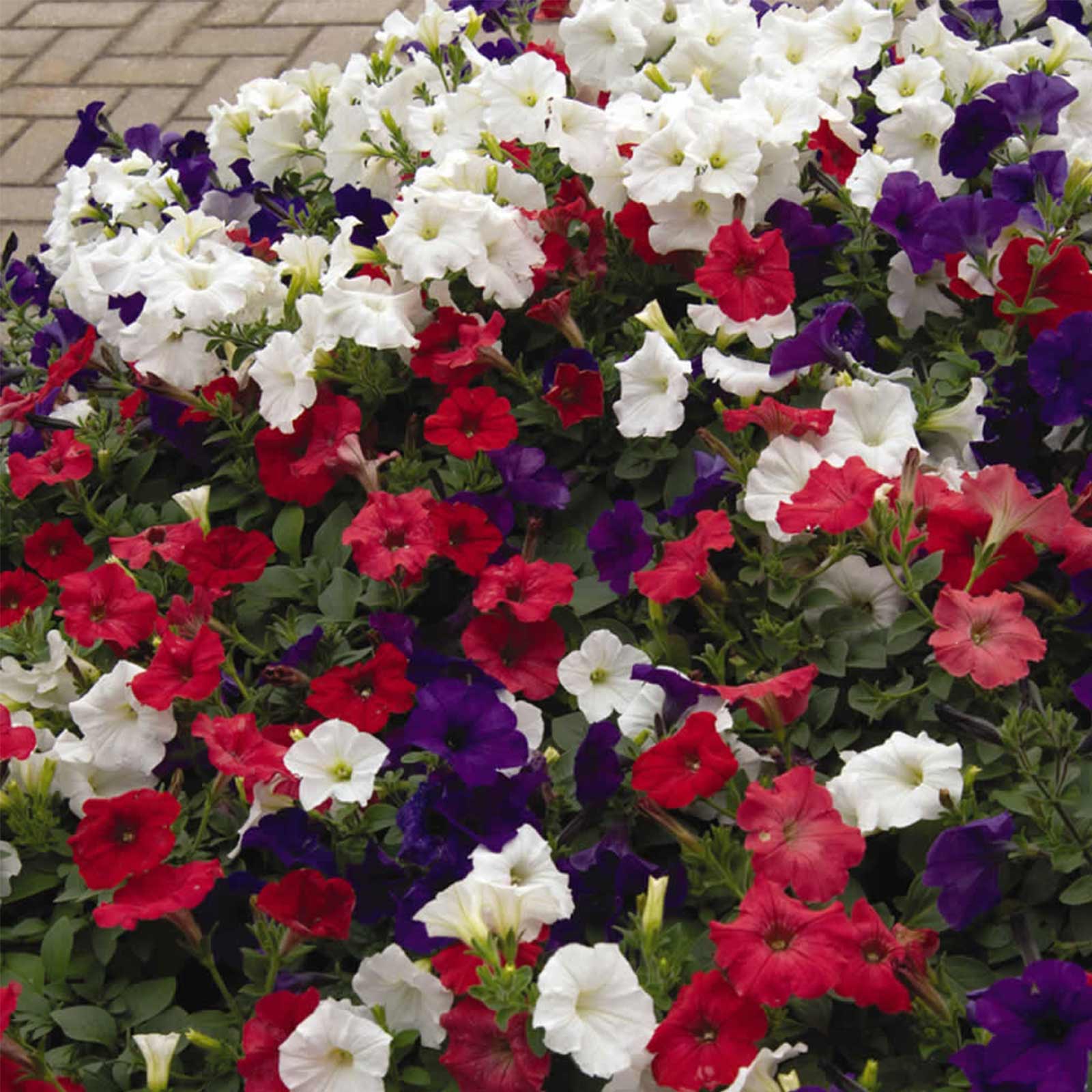 Seeds: Petunia - Easy Wave Flower Garden - Pelleted - Flag Mix Annual - Buy Non-GMO Petunia x hybrida Farm & Gardening Seeds Onl