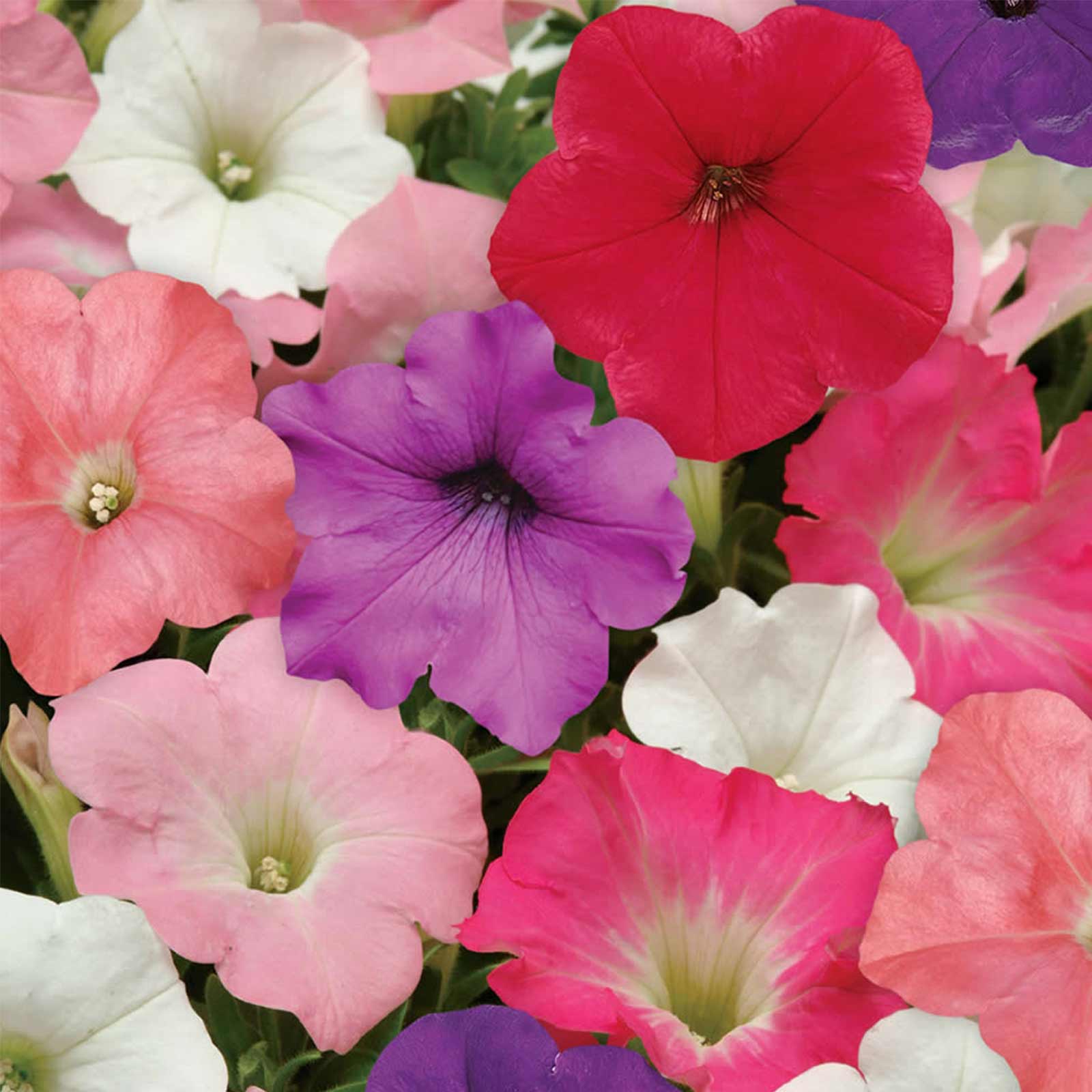 Seeds: Petunia -Easy Wave Flower Garden -Pelleted -Formula Mix -Annual - Buy Non-GMO Petunia x hybrida Farm & Gardening Seeds On