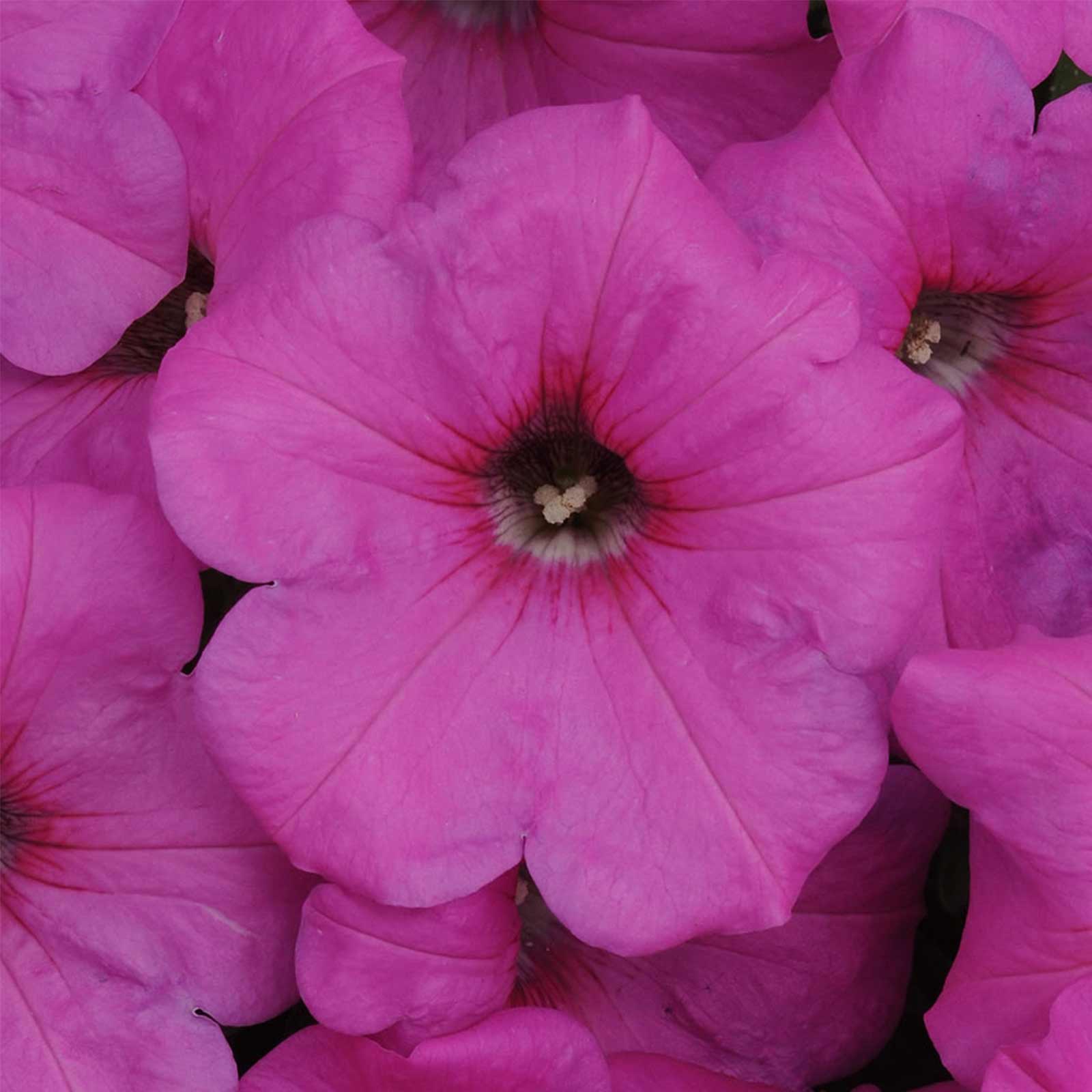 Seeds: Petunia - Easy Wave Flower Garden - Pelleted -Neon Rose -Annual - Buy Non-GMO Petunia x hybrida Farm & Gardening Seeds On
