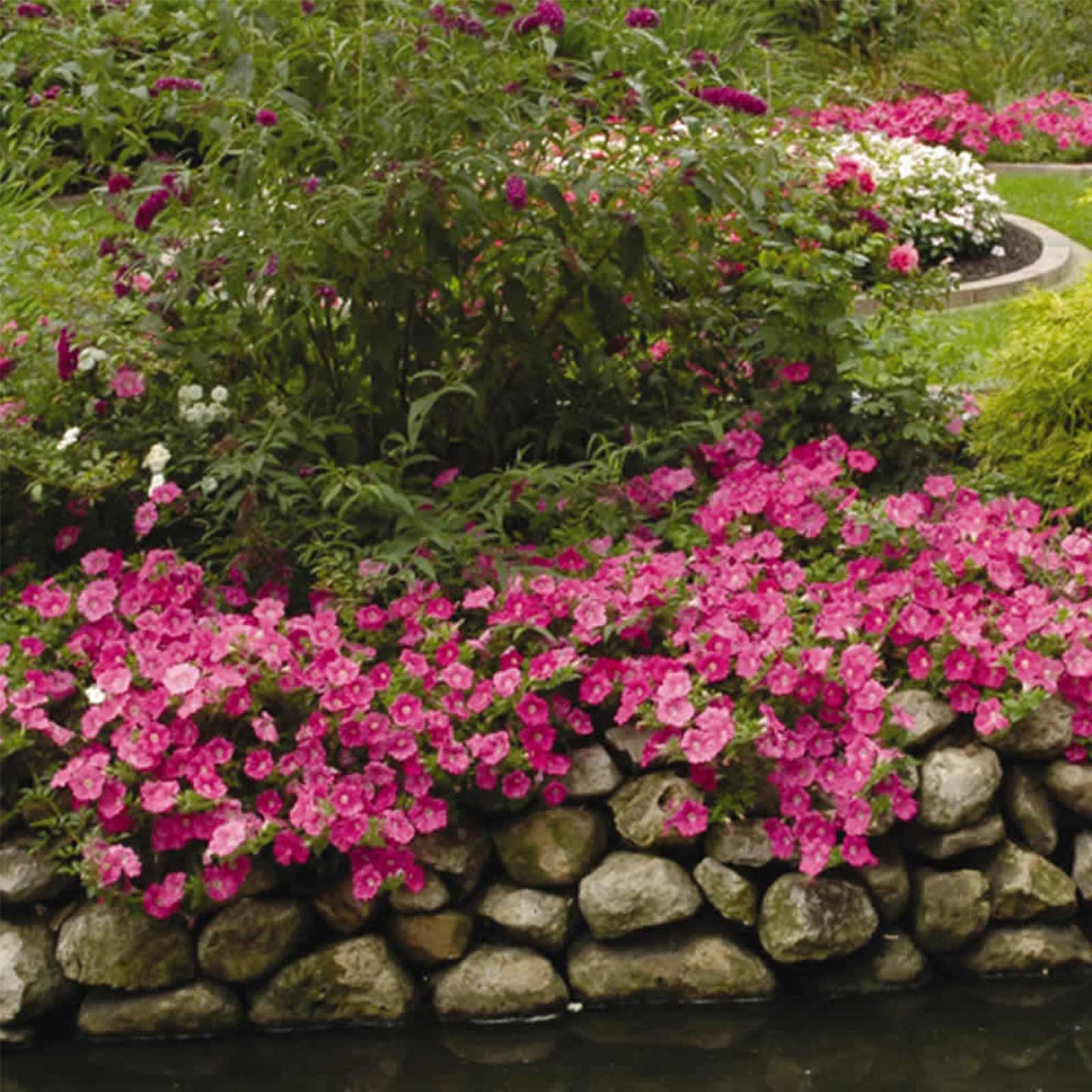 Seeds: Petunia - Easy Wave Flower Garden - Pelleted - Pink - Annual - Buy Non-GMO Petunia x hybrida Farm & Gardening Seeds Onlin