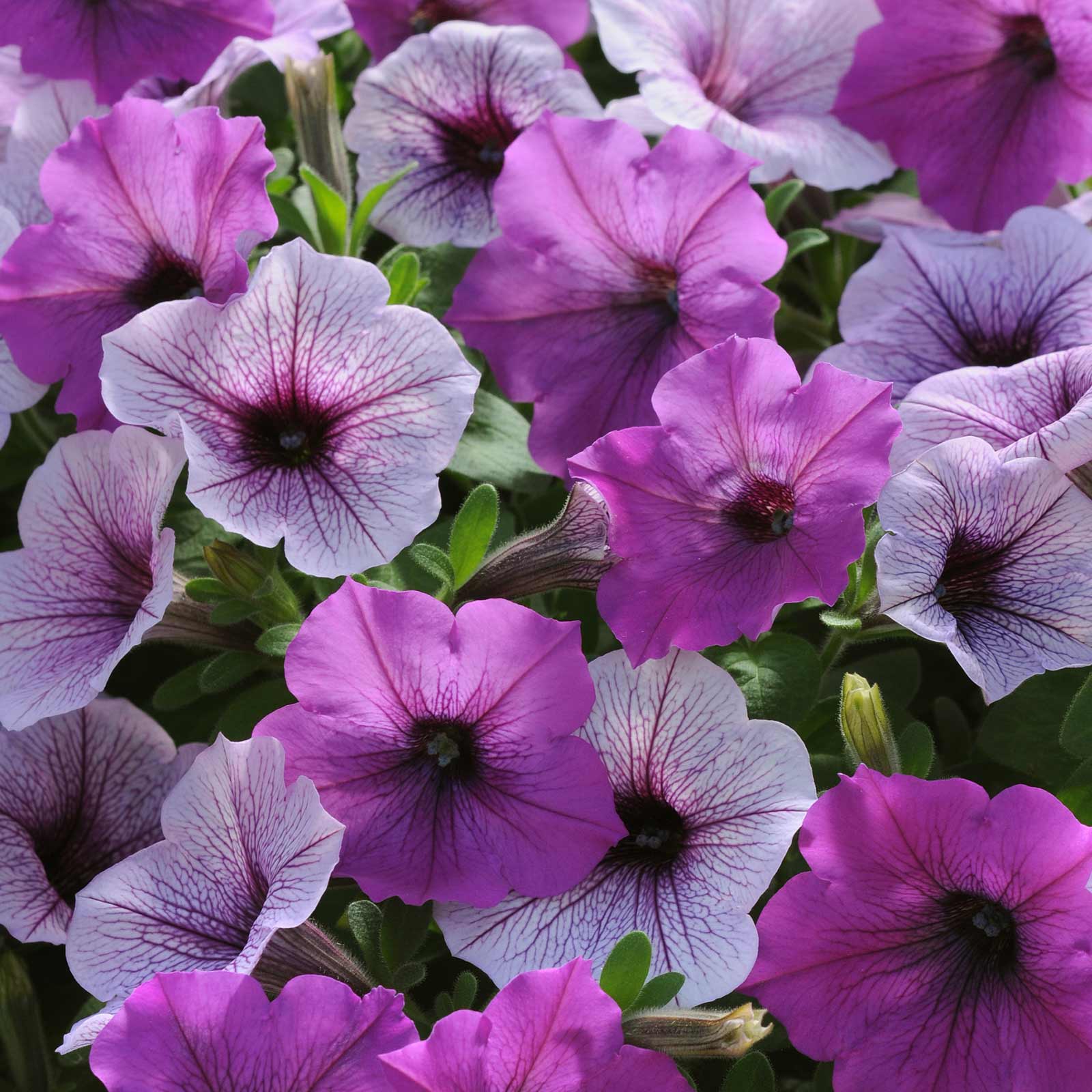 Seeds: Petunia -Easy Wave Flower Garden -Pelleted -Plum Pudding-Annual - Buy Non-GMO Petunia x hybrida Farm & Gardening Seeds On