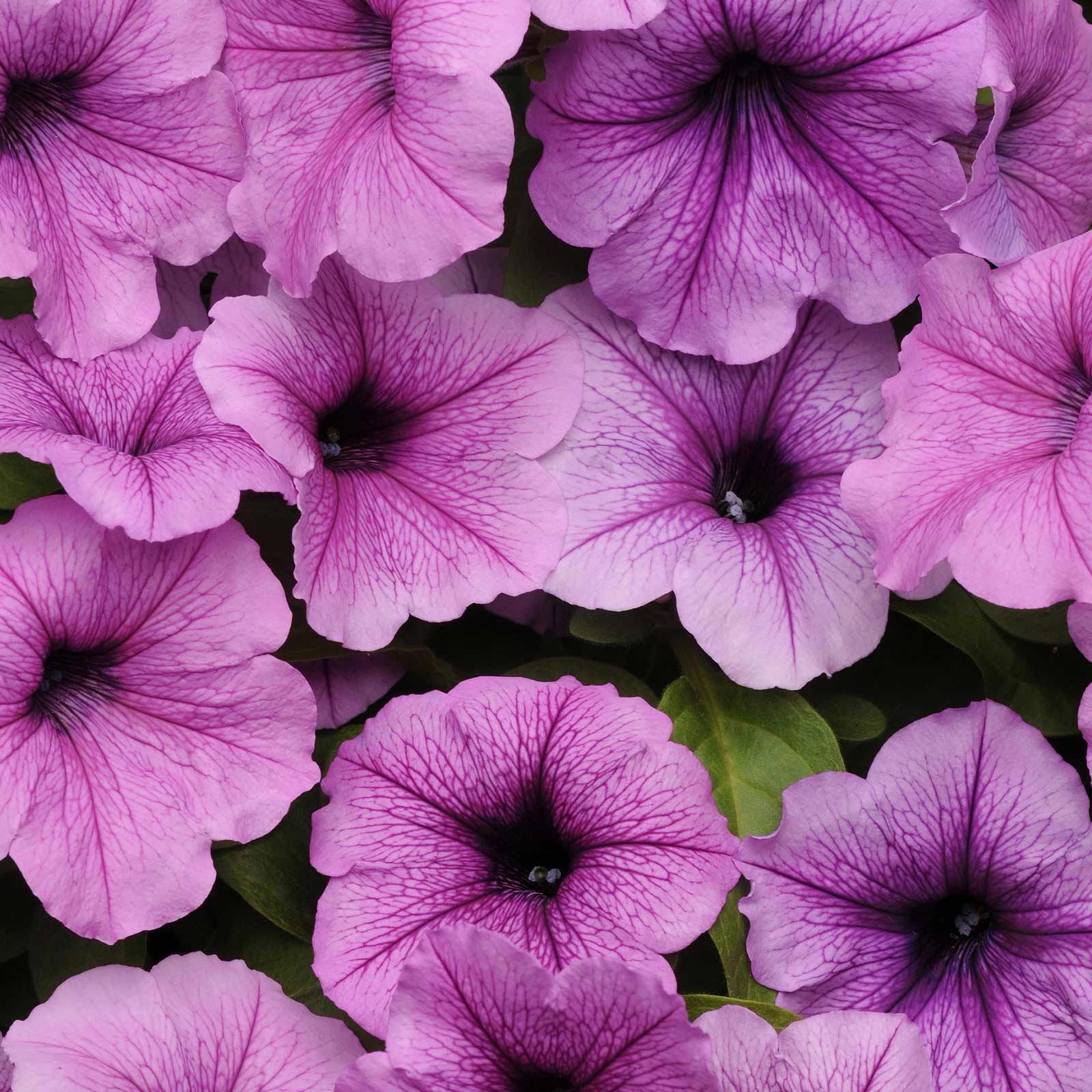 Seeds: Petunia - Easy Wave Flower Garden -Pelleted- Plum Vein - Annual - Buy Non-GMO Petunia x hybrida Farm & Gardening Seeds On