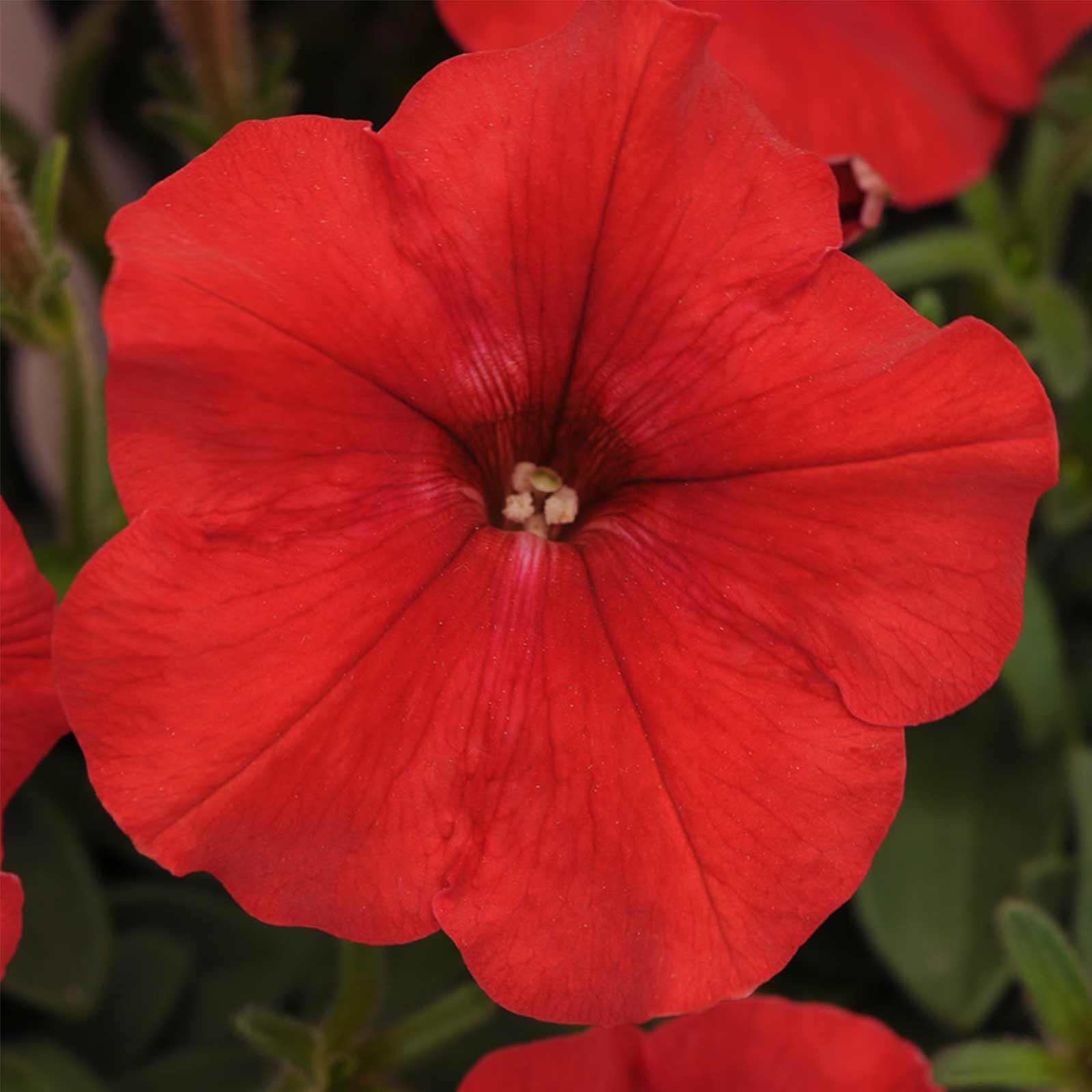 Seeds: Petunia - Easy Wave Flower Garden - Pelleted - Red - Annual - Buy Non-GMO Petunia x hybrida Farm & Gardening Seeds Online