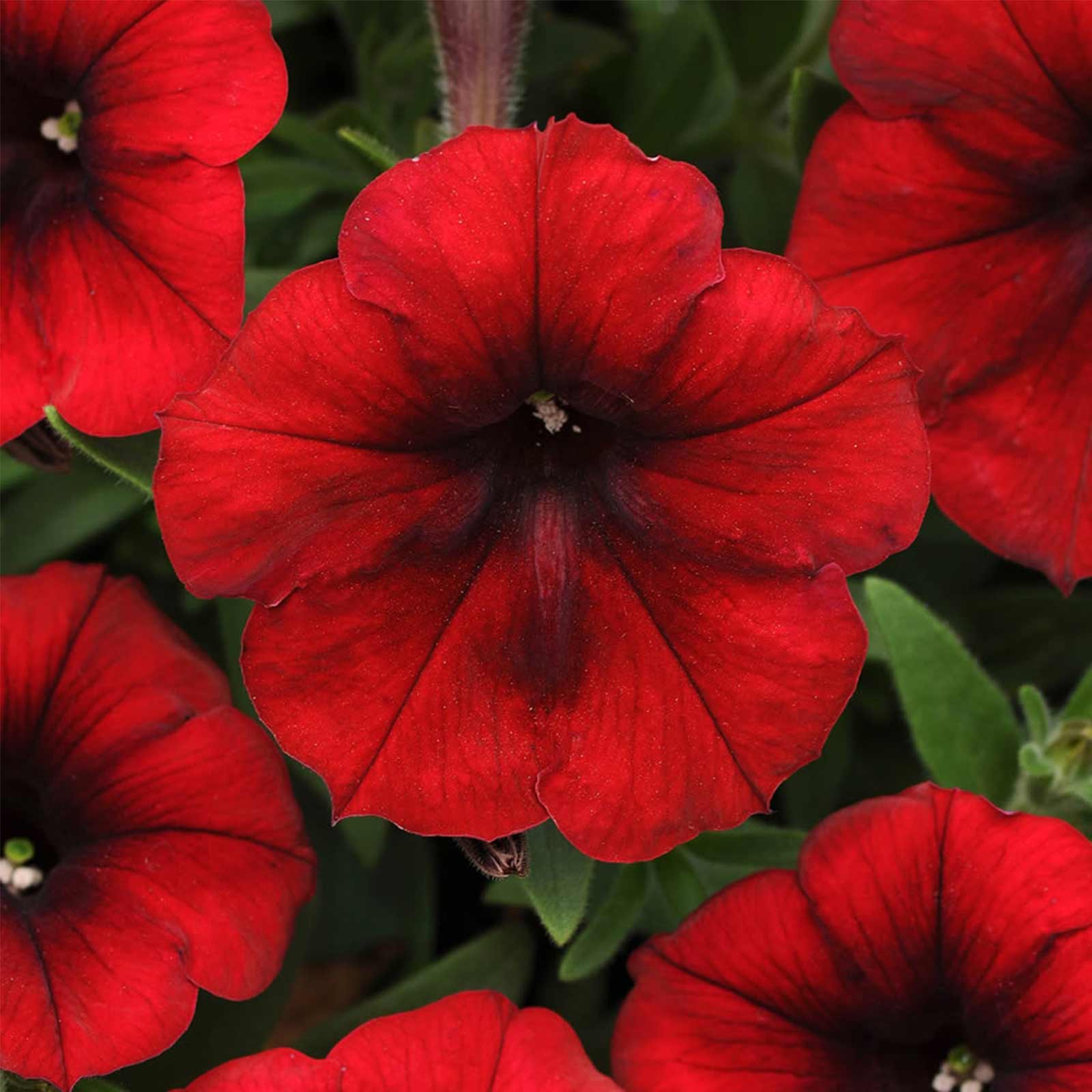 Seeds: Petunia -Easy Wave Flower Garden -Pelleted -Red Velour -Annual - Buy Non-GMO Petunia x hybrida Farm & Gardening Seeds Onl