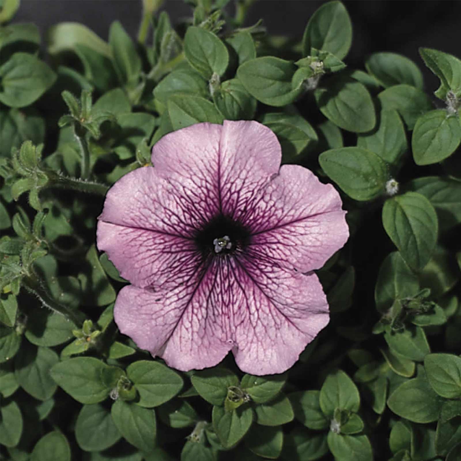 Seeds: Petunia - Madness Series Flower Garden - Pelleted -Orchid Color - Buy Non-GMO Petunia x hybrida Farm & Gardening Seeds On